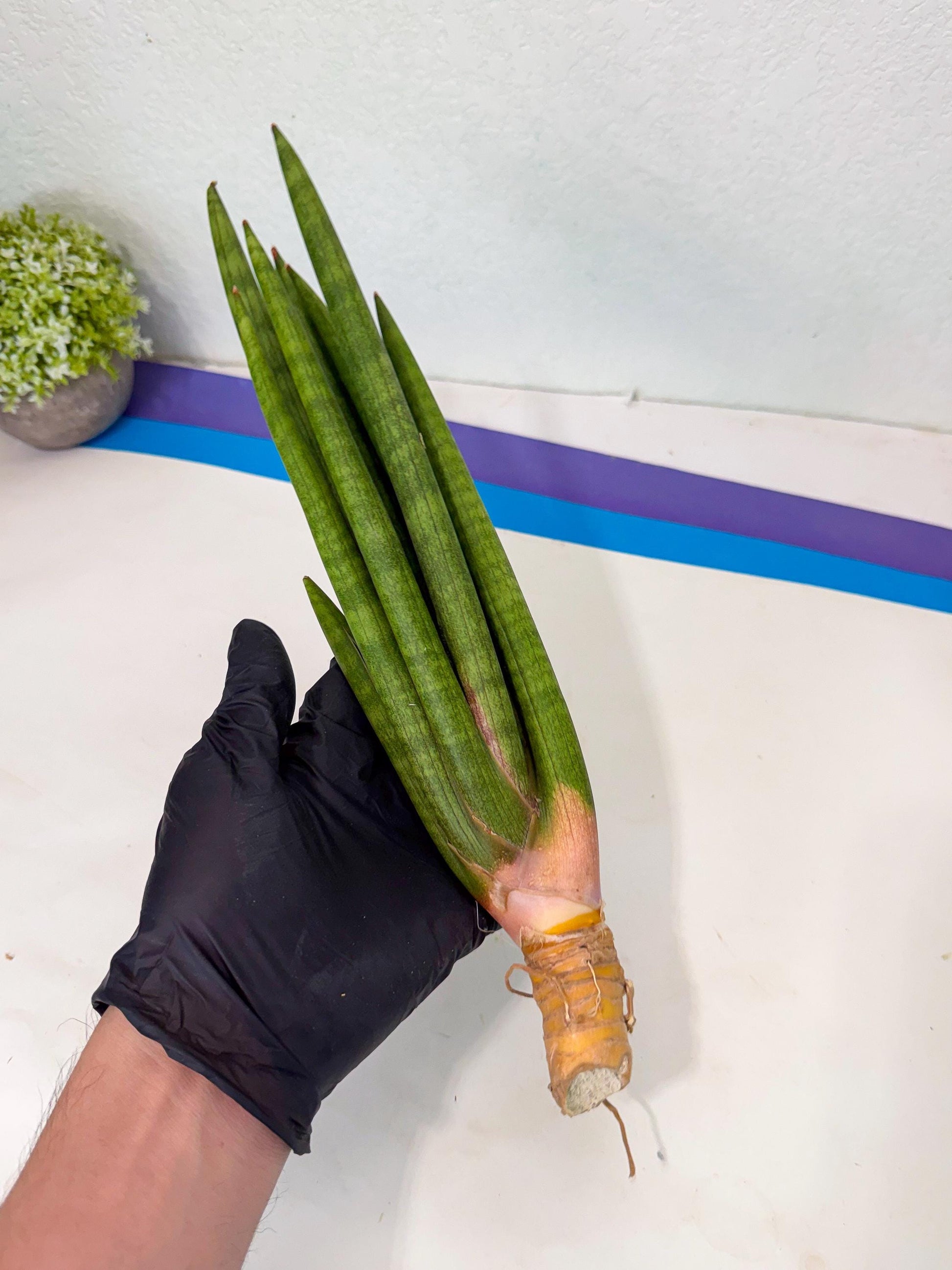Sansevieria Lancia (pp) (18) | New Imported Hybrids