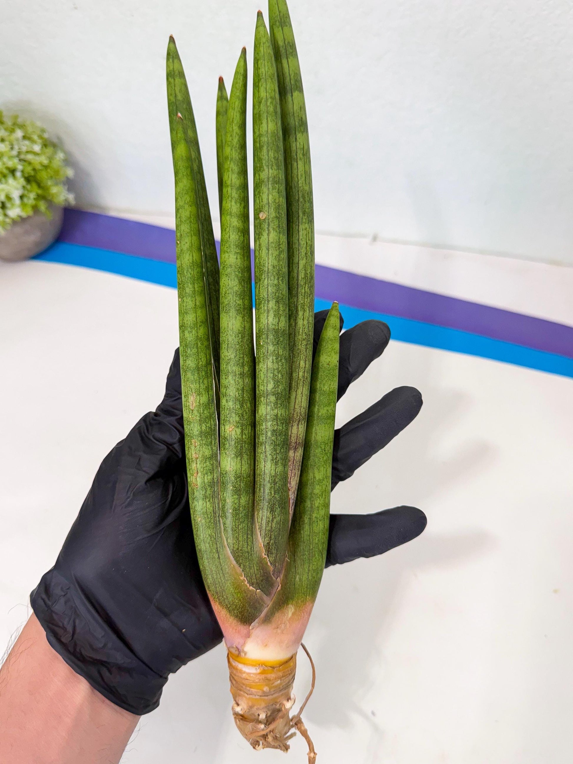 Sansevieria Lancia (pp) (18) | New Imported Hybrids