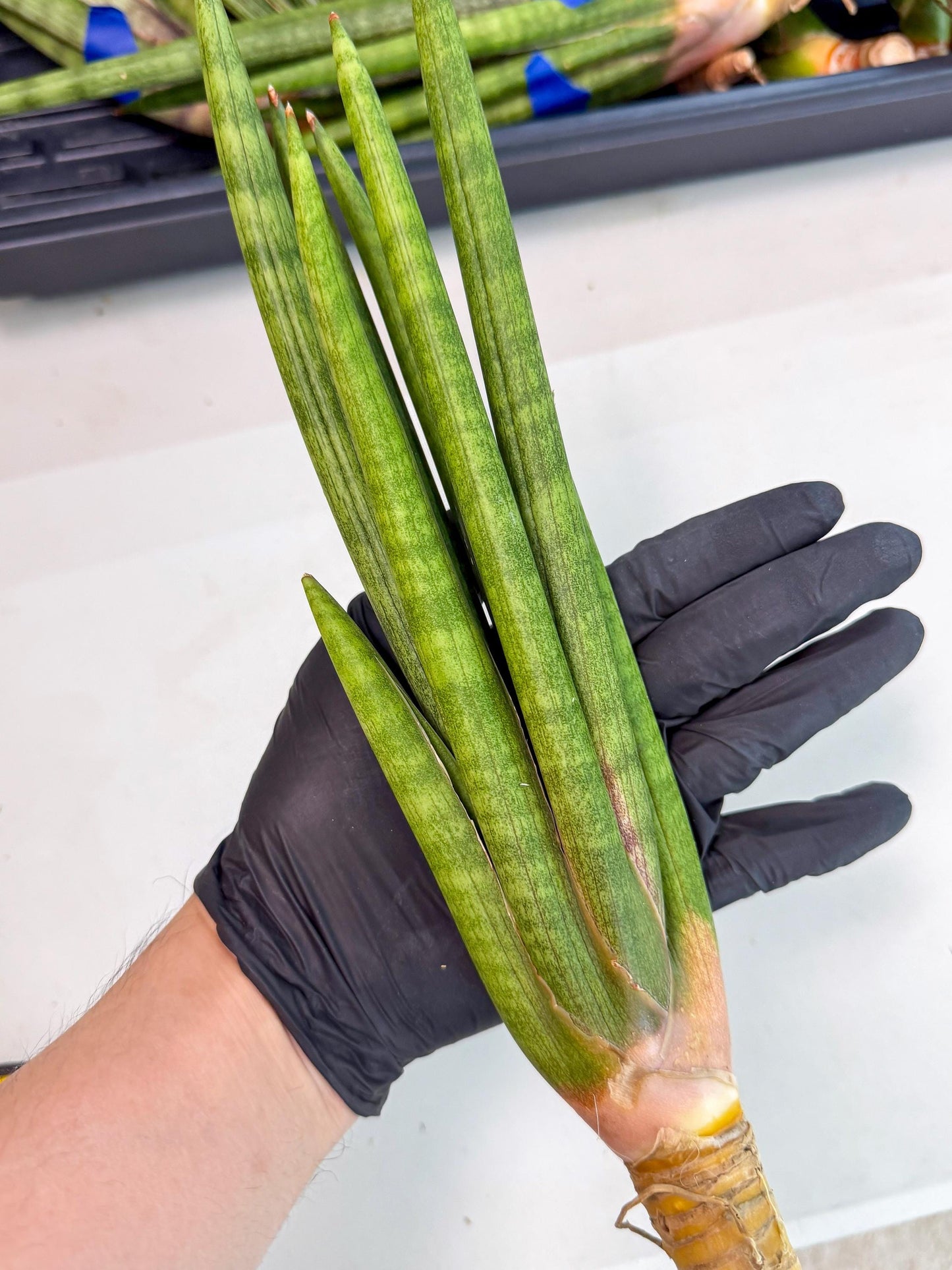 Sansevieria Lancia (pp) (18) | New Imported Hybrids