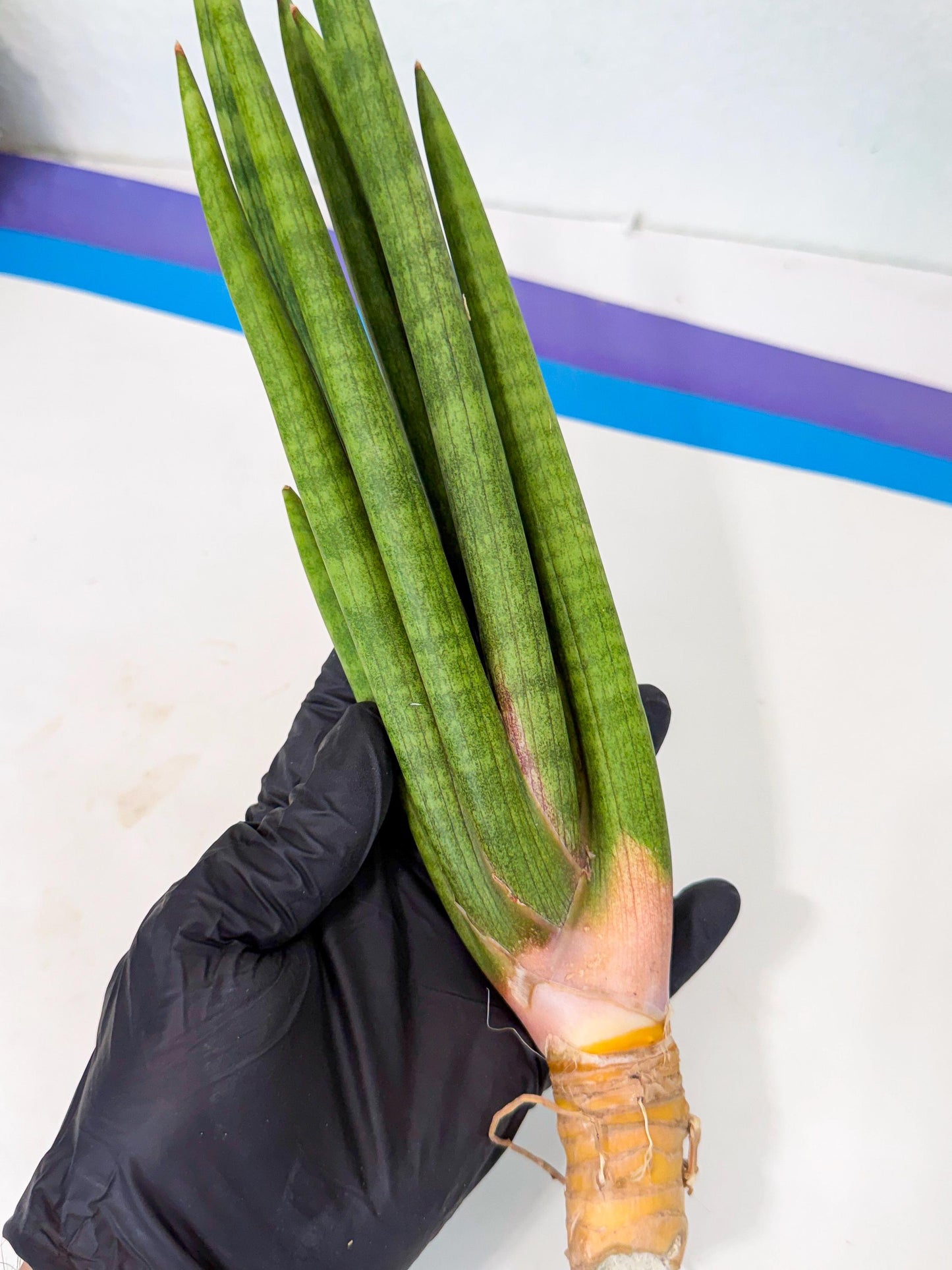 Sansevieria Lancia (pp) (18) | New Imported Hybrids