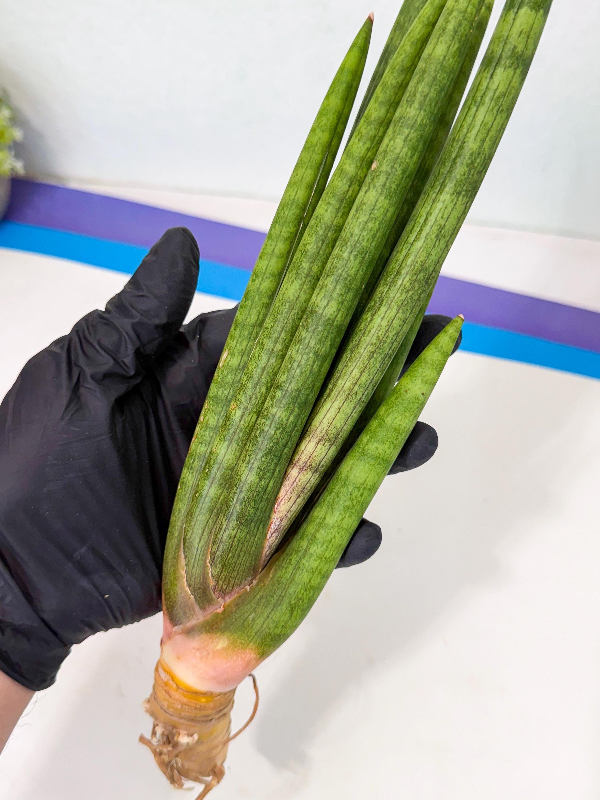 Sansevieria Lancia (pp) (18) | New Imported Hybrids