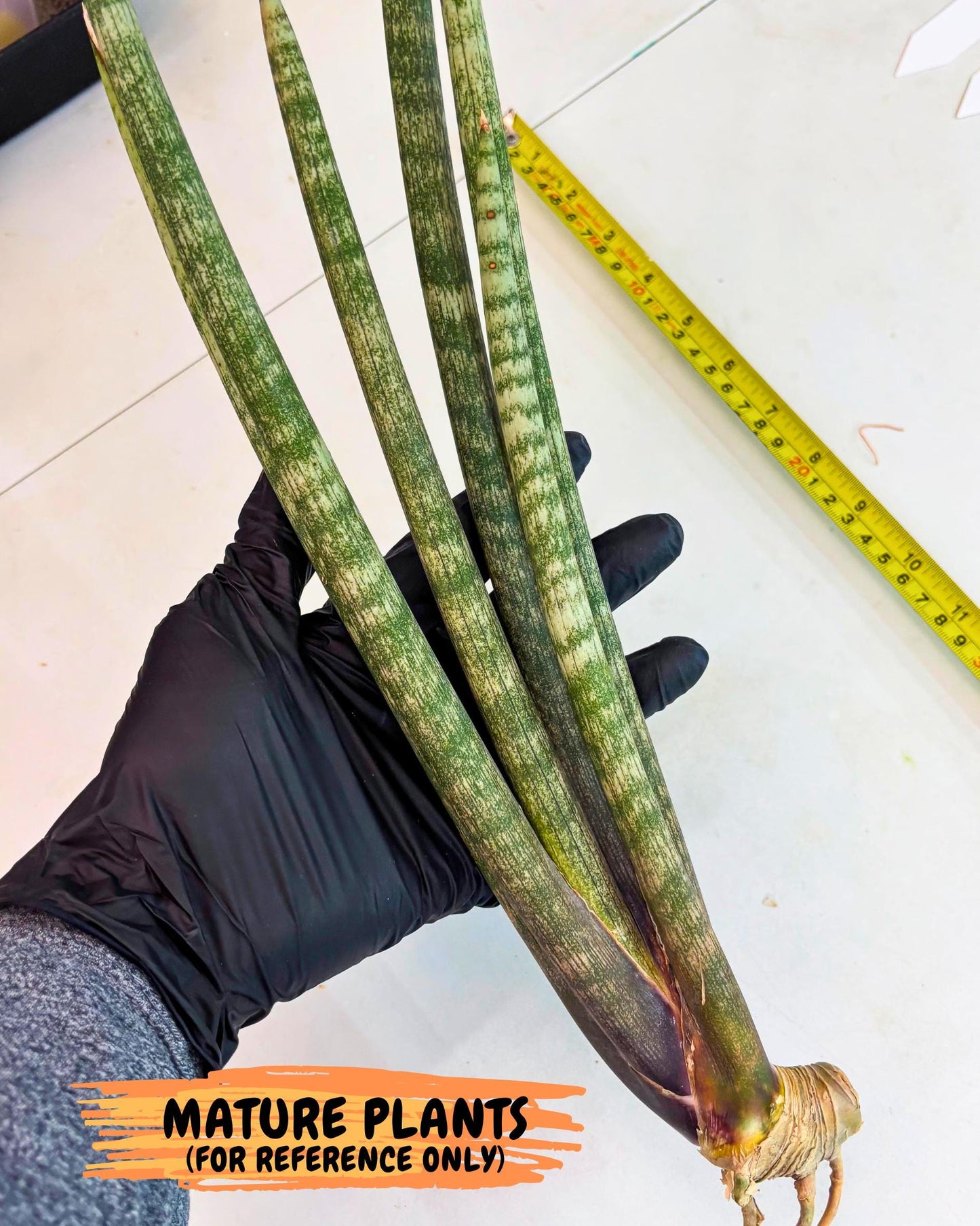 Sansevieria Kum (pp) (19) | New Imported Hybrids
