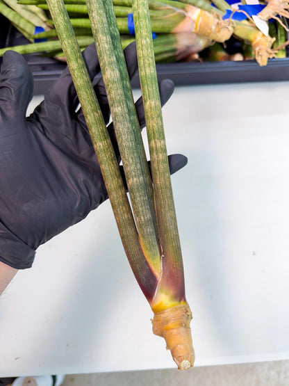 Sansevieria Kum (pp) (19) | New Imported Hybrids