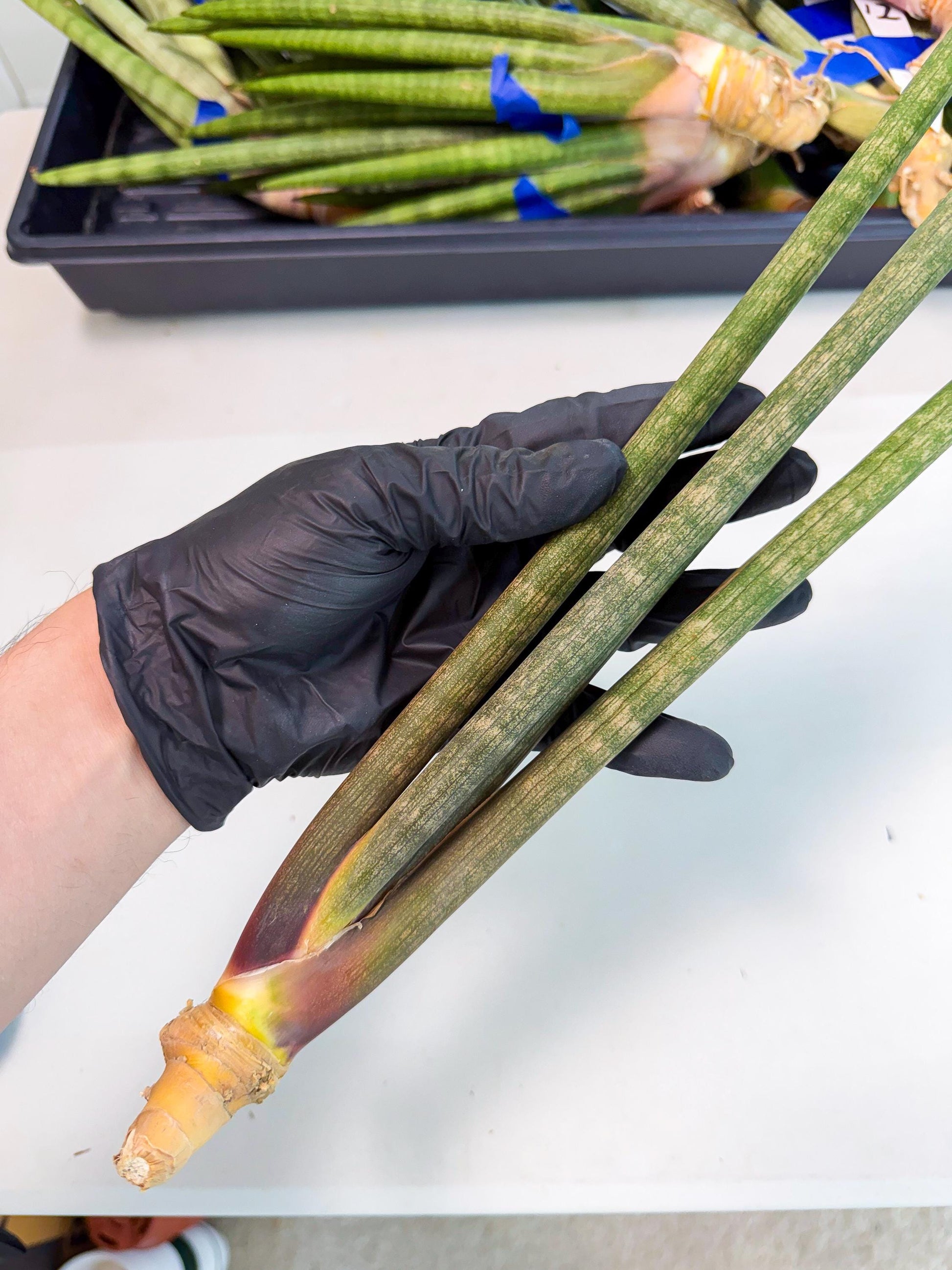 Sansevieria Kum (pp) (19) | New Imported Hybrids