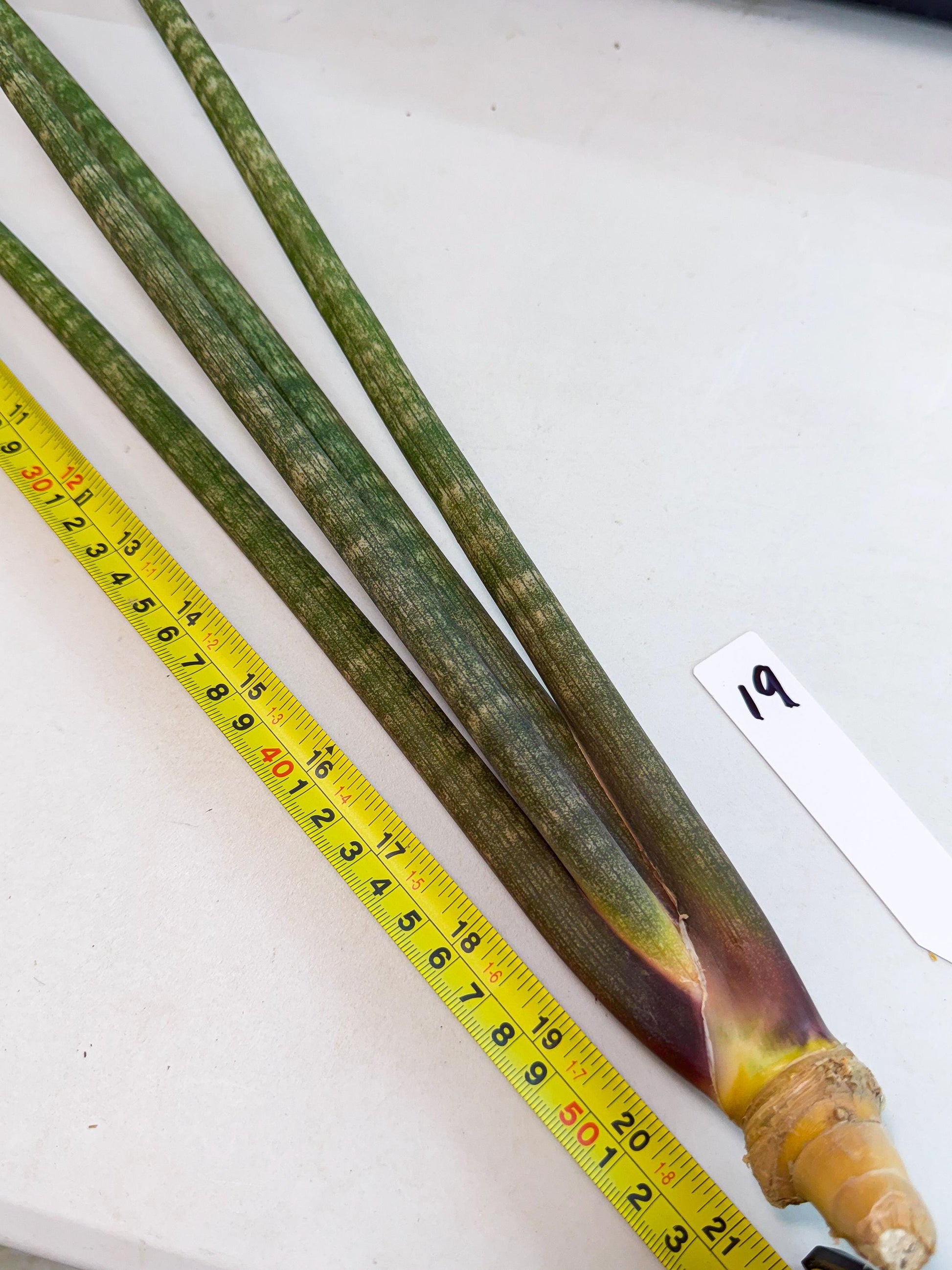 Sansevieria Kum (pp) (19) | New Imported Hybrids