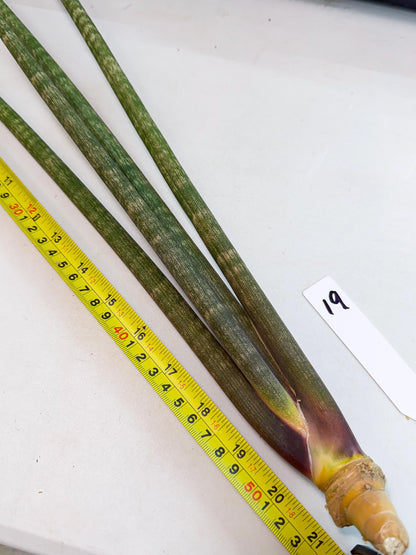 Sansevieria Kum (pp) (19) | New Imported Hybrids
