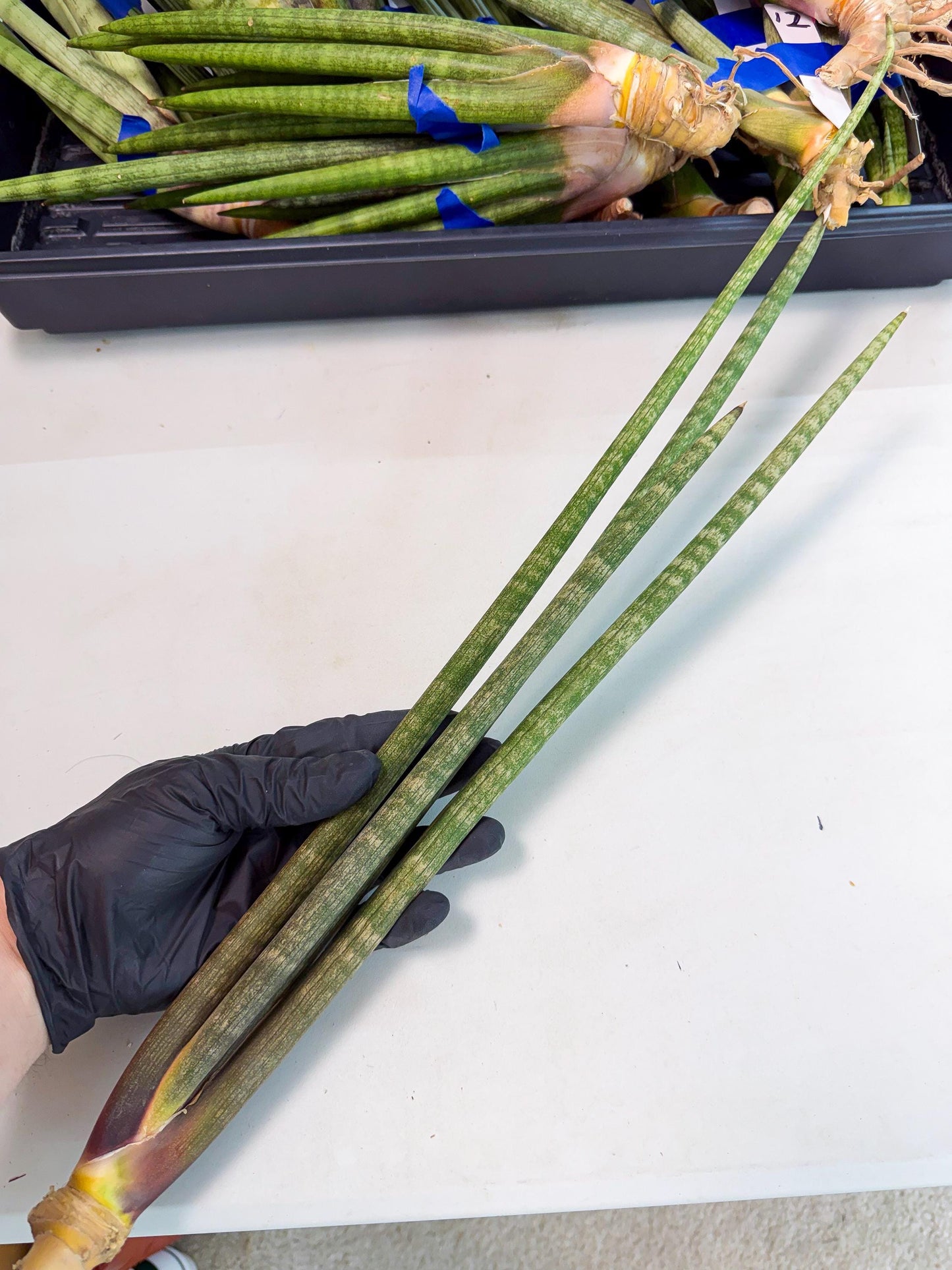 Sansevieria Kum (pp) (19) | New Imported Hybrids