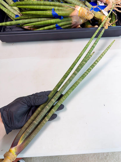 Sansevieria Kum (pp) (19) | New Imported Hybrids