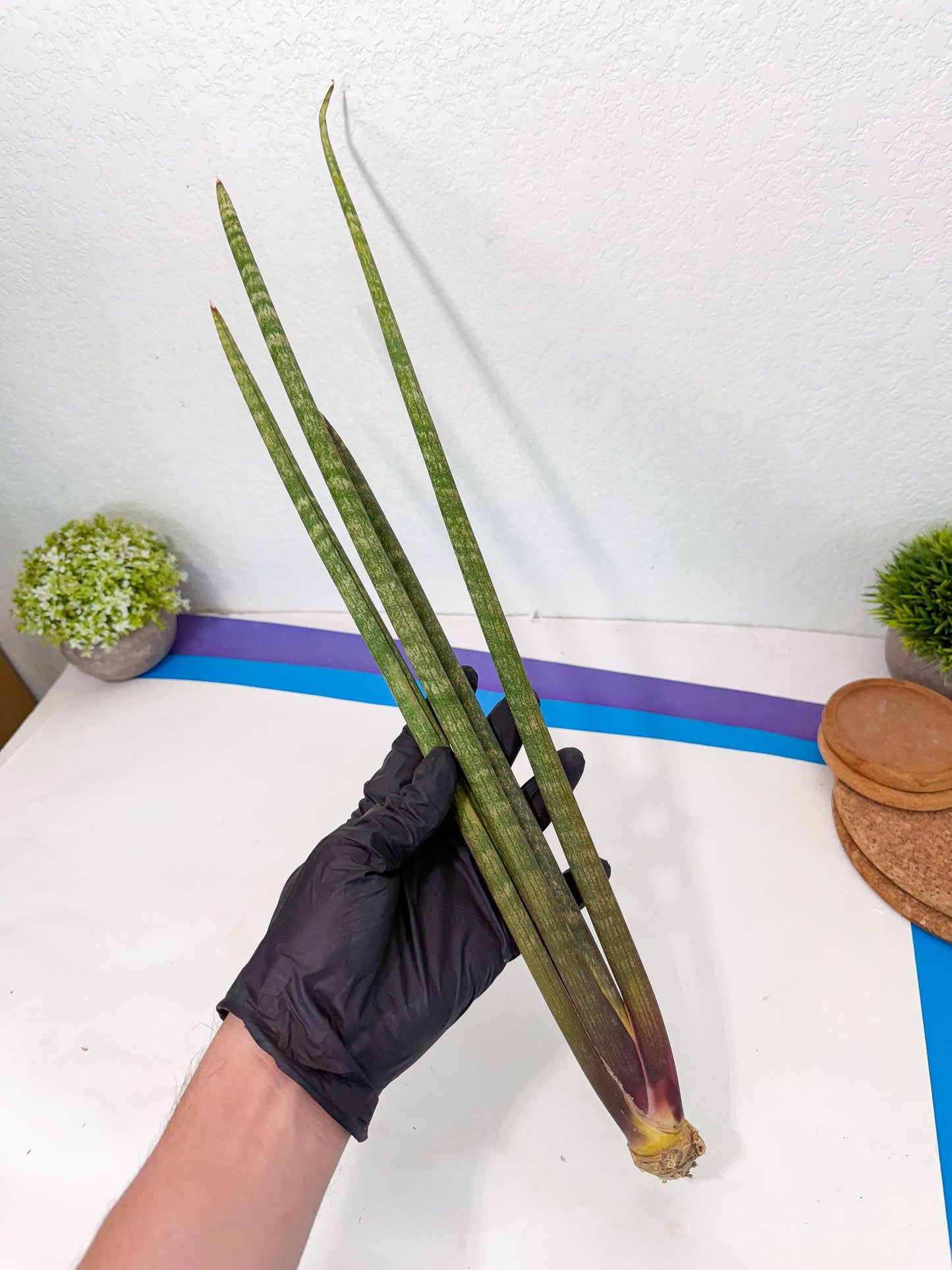 Sansevieria Kum (pp) (19) | New Imported Hybrids
