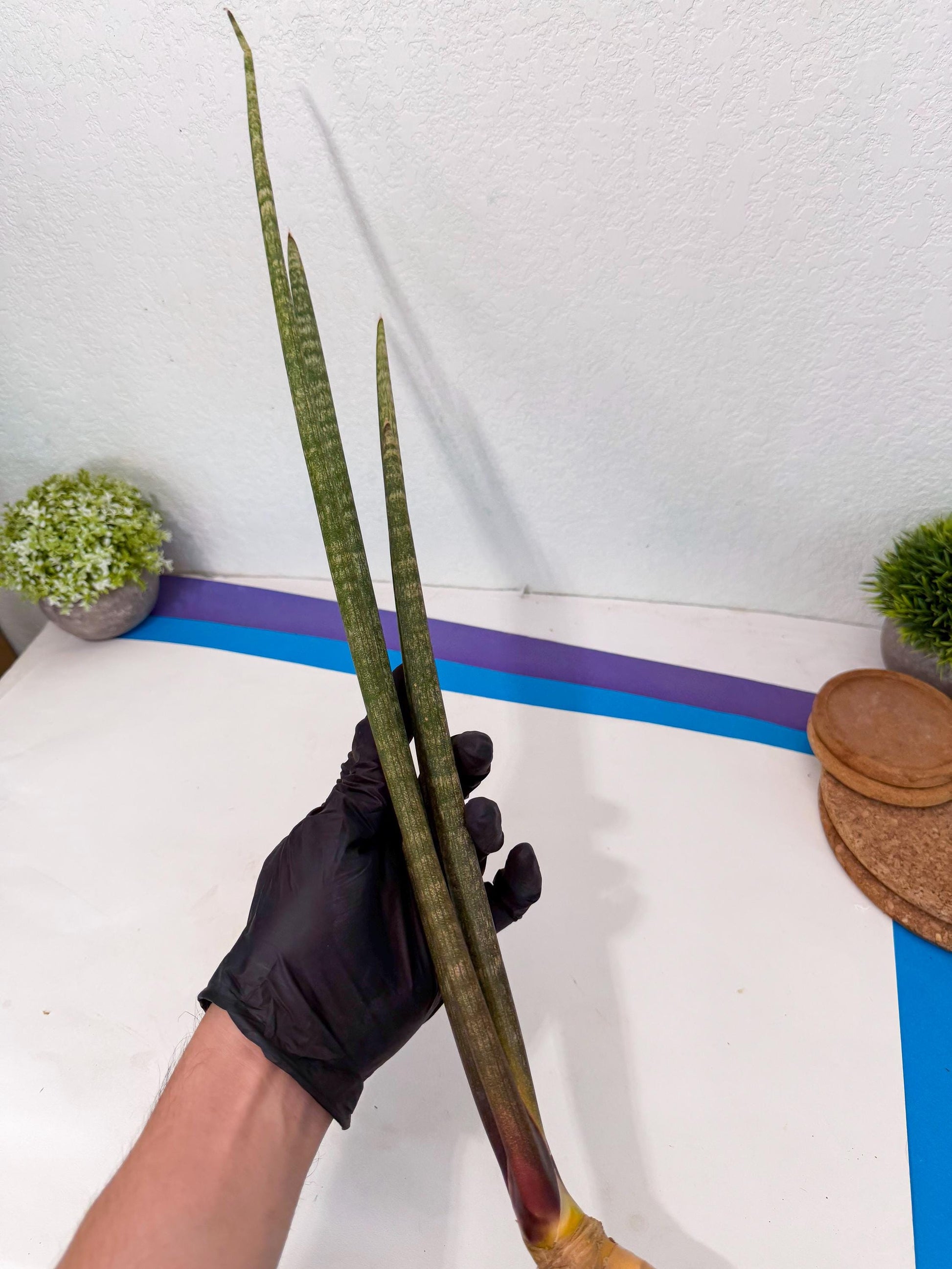 Sansevieria Kum (pp) (19) | New Imported Hybrids