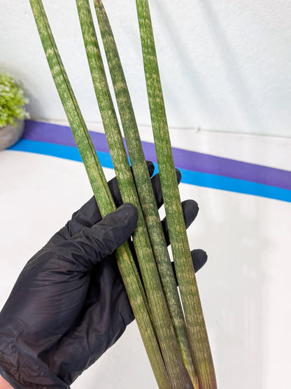 Sansevieria Kum (pp) (19) | New Imported Hybrids