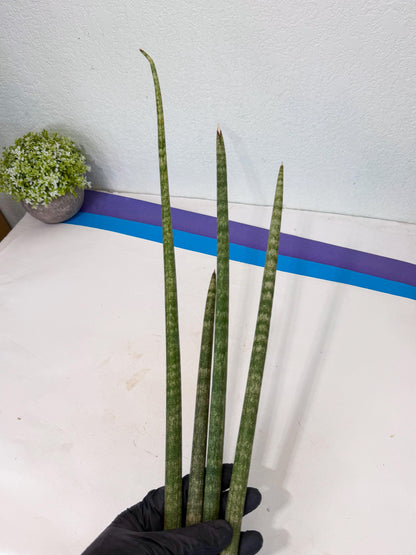 Sansevieria Kum (pp) (19) | New Imported Hybrids