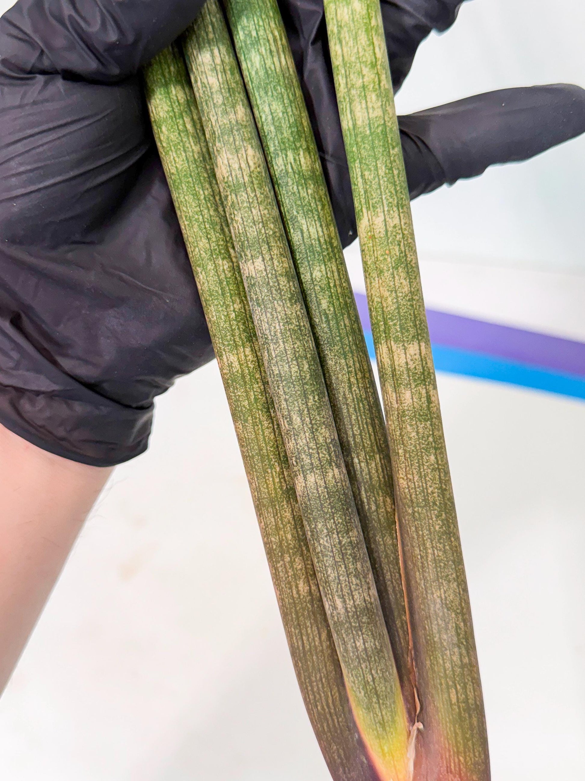 Sansevieria Kum (pp) (19) | New Imported Hybrids