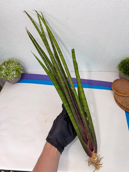 Sansevieria Yaprak (gg) (1) | New Imported Hybrids