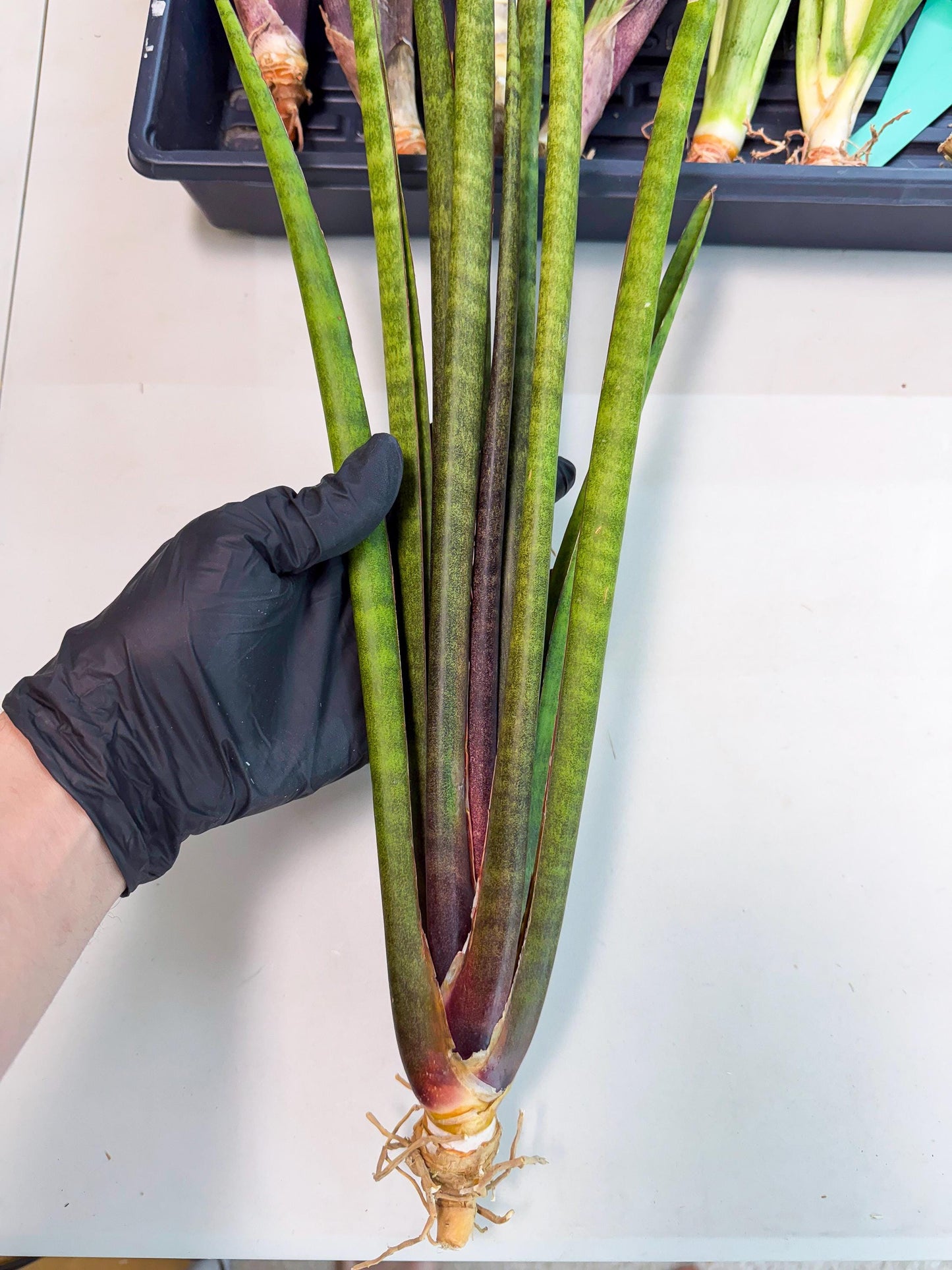 Sansevieria Yaprak (gg) (1) | New Imported Hybrids