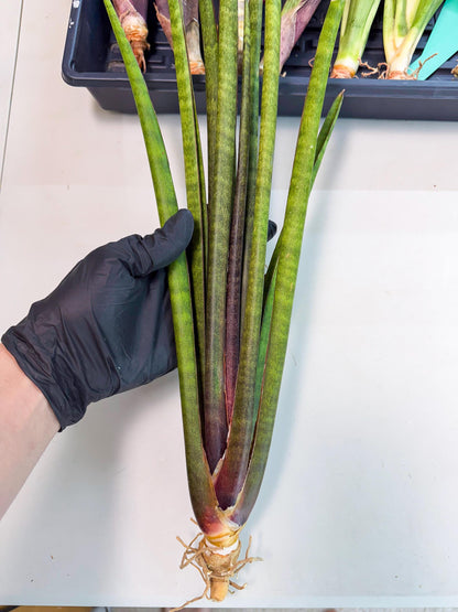Sansevieria Yaprak (gg) (1) | New Imported Hybrids