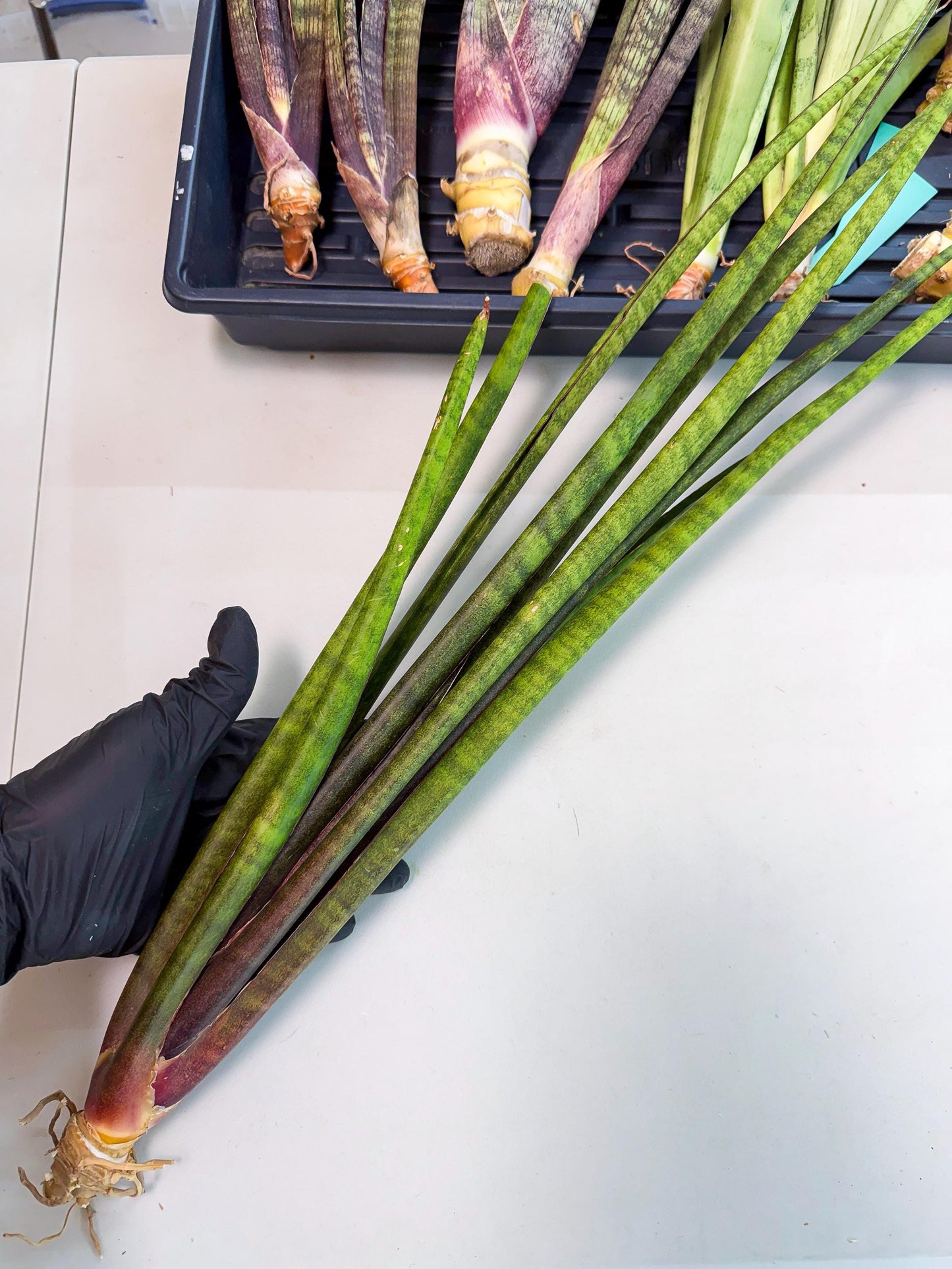 Sansevieria Yaprak (gg) (1) | New Imported Hybrids