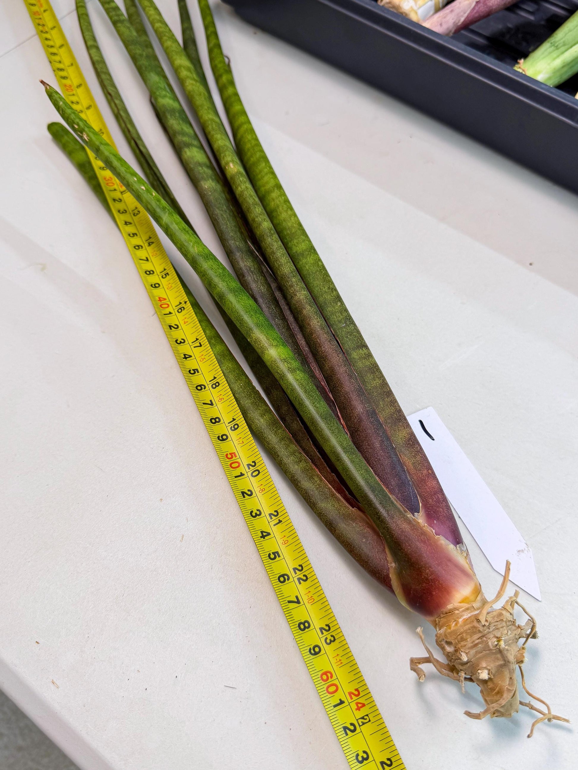 Sansevieria Yaprak (gg) (1) | New Imported Hybrids