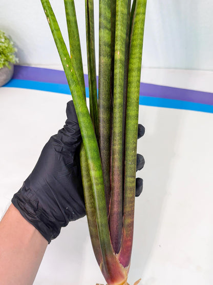 Sansevieria Yaprak (gg) (1) | New Imported Hybrids