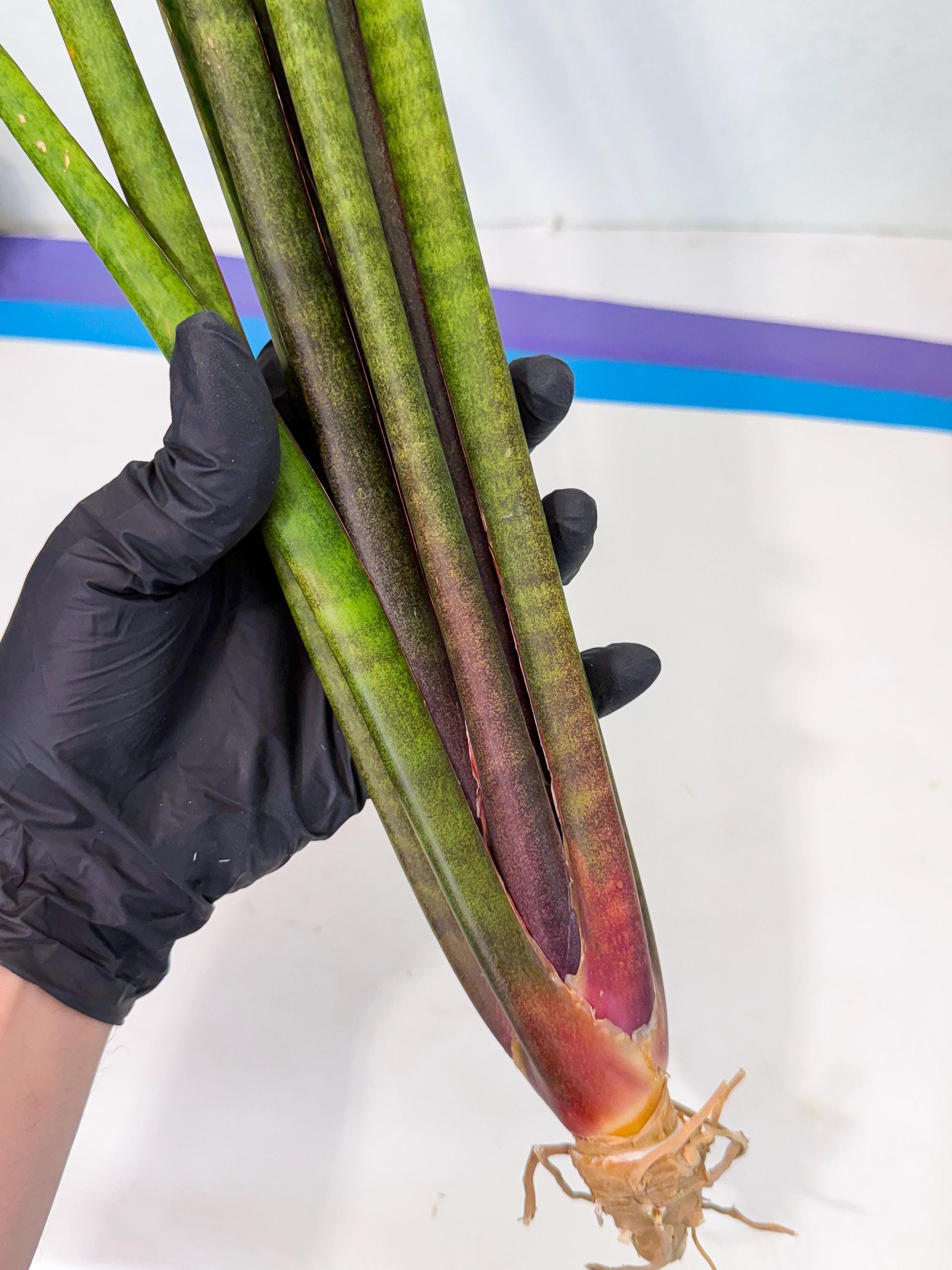 Sansevieria Yaprak (gg) (1) | New Imported Hybrids