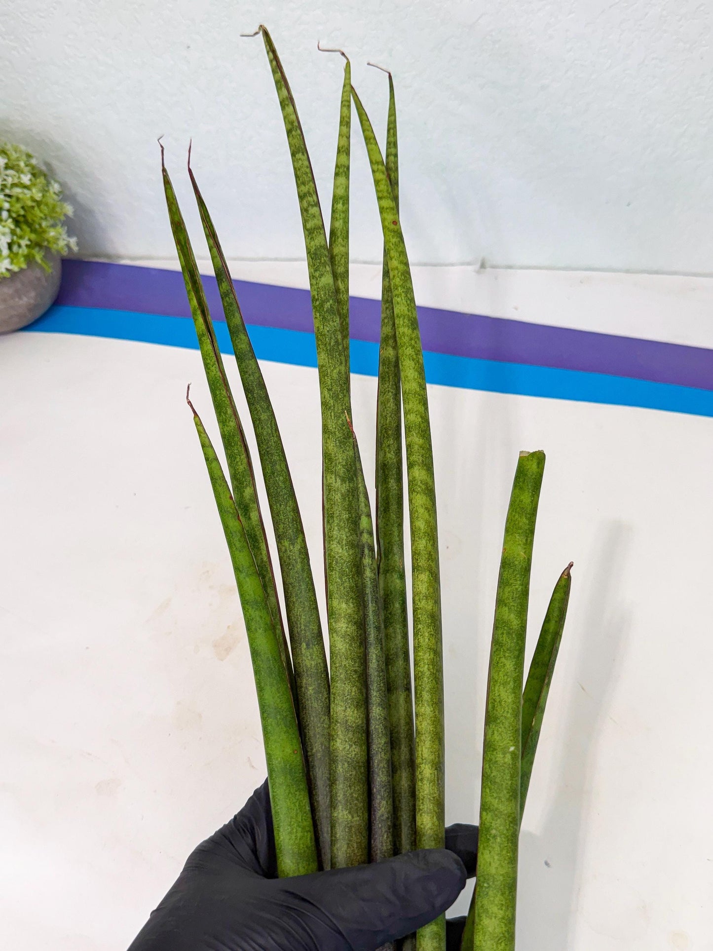 Sansevieria Yaprak (gg) (1) | New Imported Hybrids