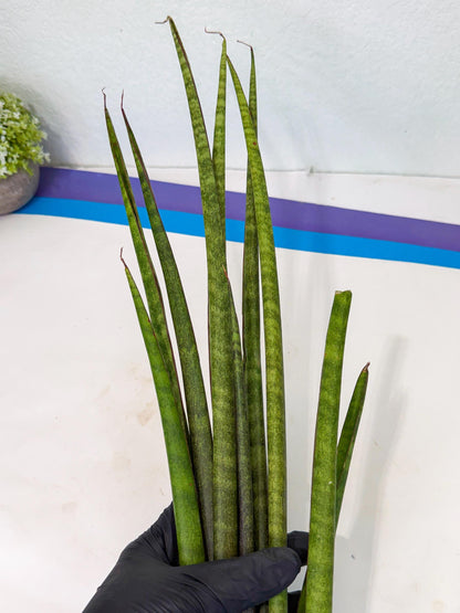 Sansevieria Yaprak (gg) (1) | New Imported Hybrids