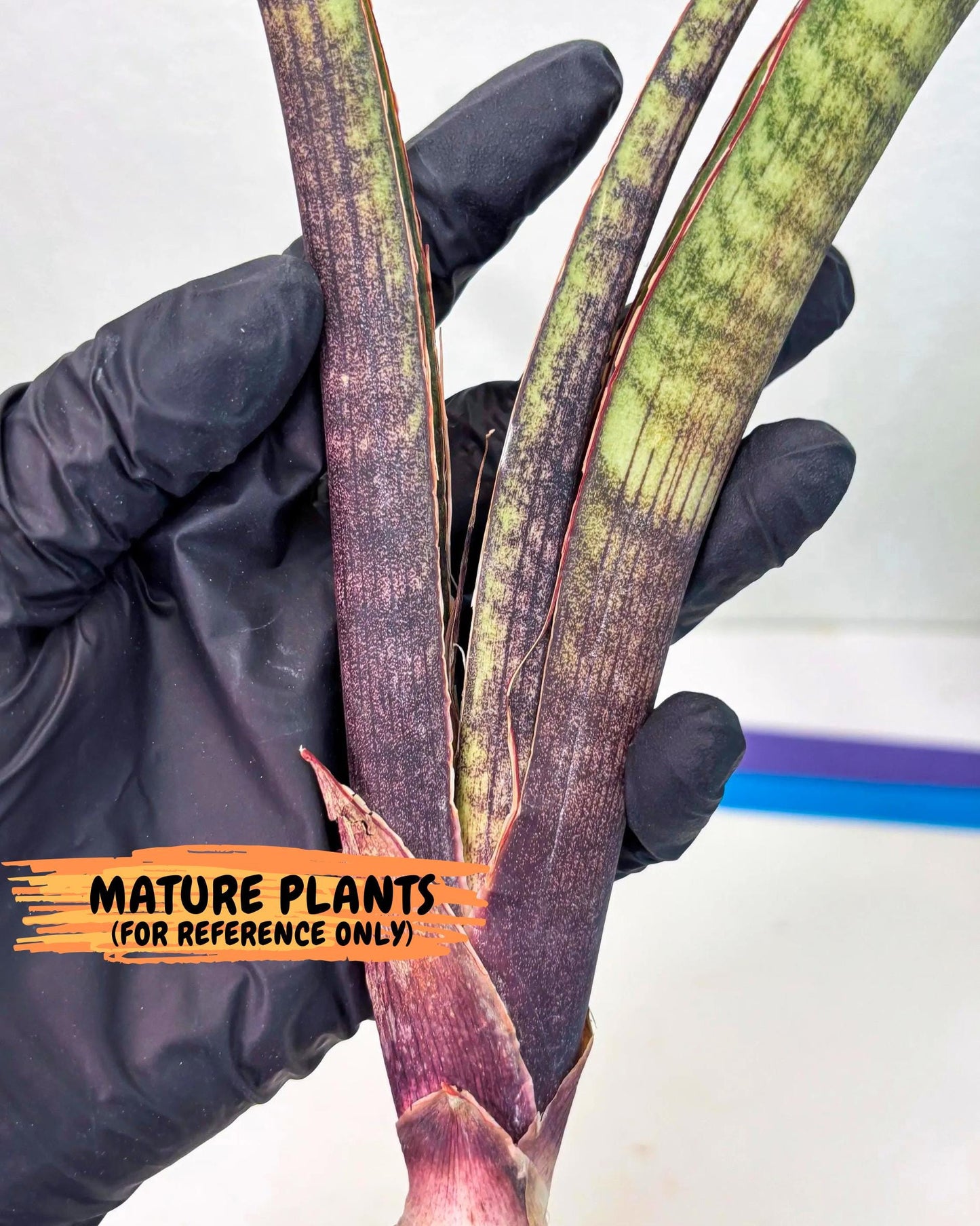 Sansevieria Yaprak (gg) (2) | New Imported Hybrids