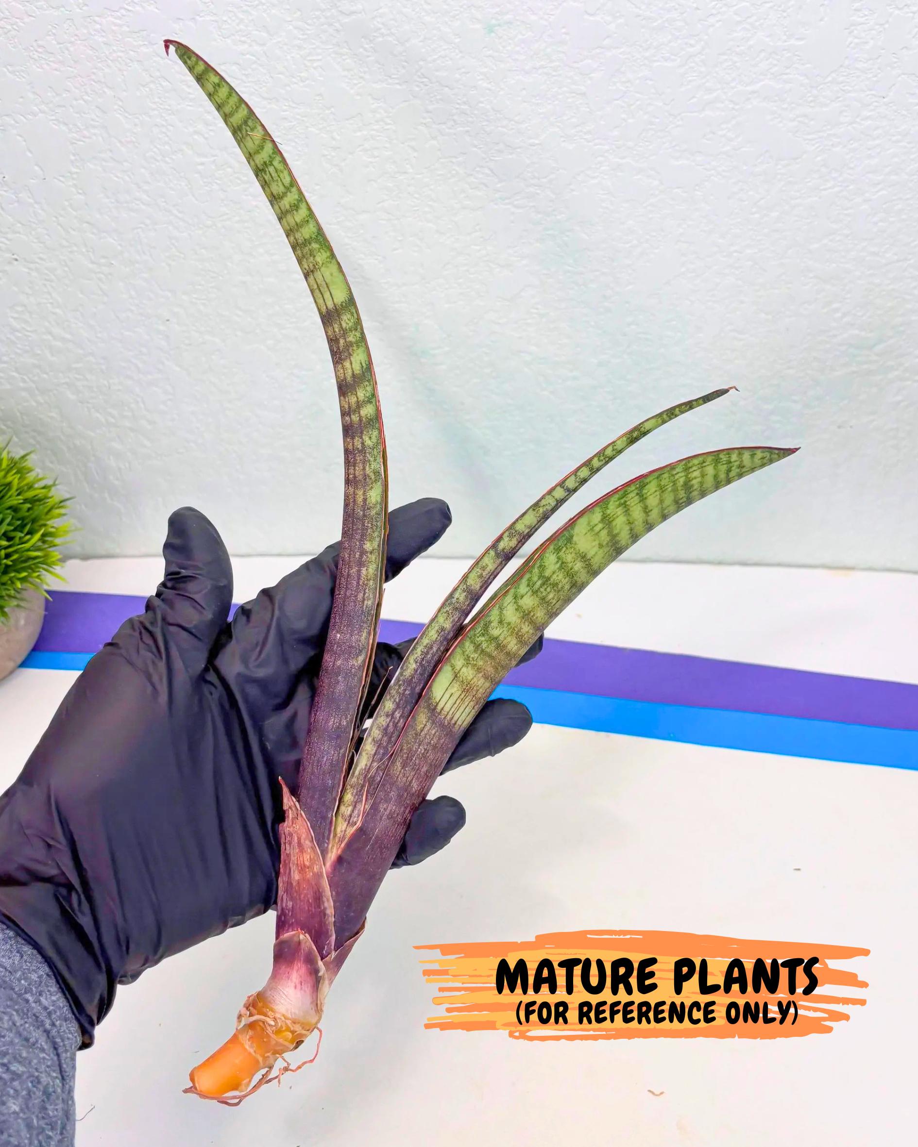 Sansevieria Yaprak (gg) (2) | New Imported Hybrids