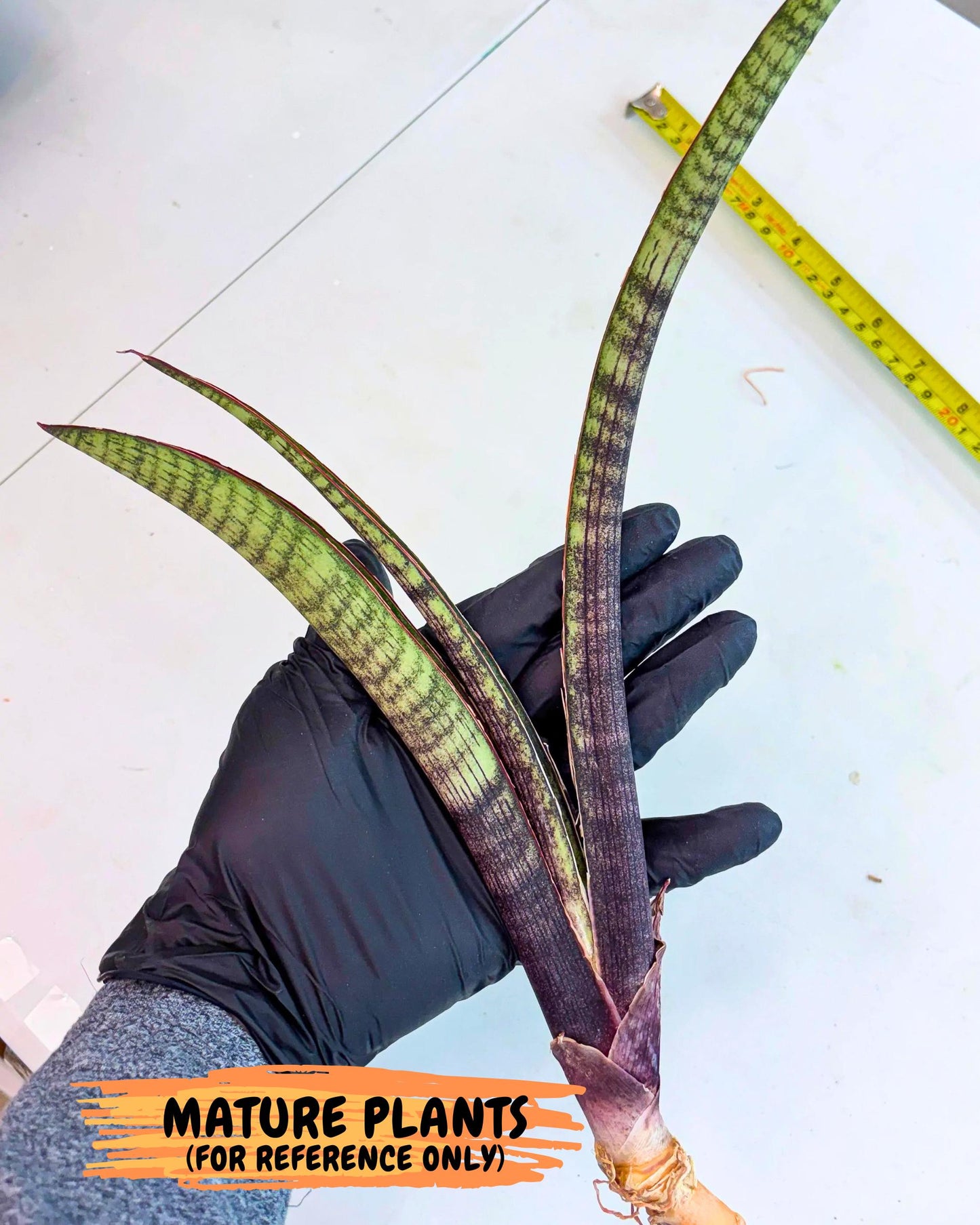 Sansevieria Yaprak (gg) (2) | New Imported Hybrids