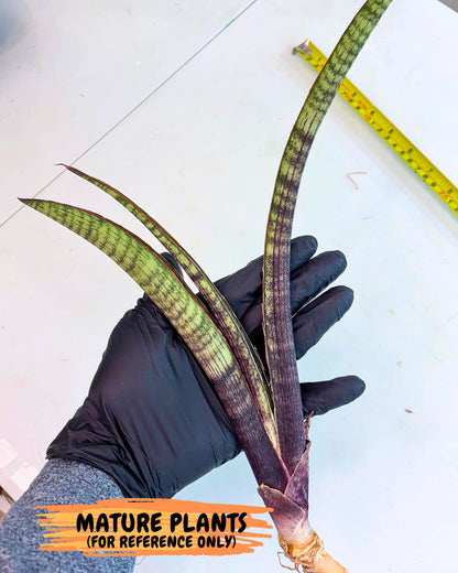 Sansevieria Yaprak (gg) (2) | New Imported Hybrids