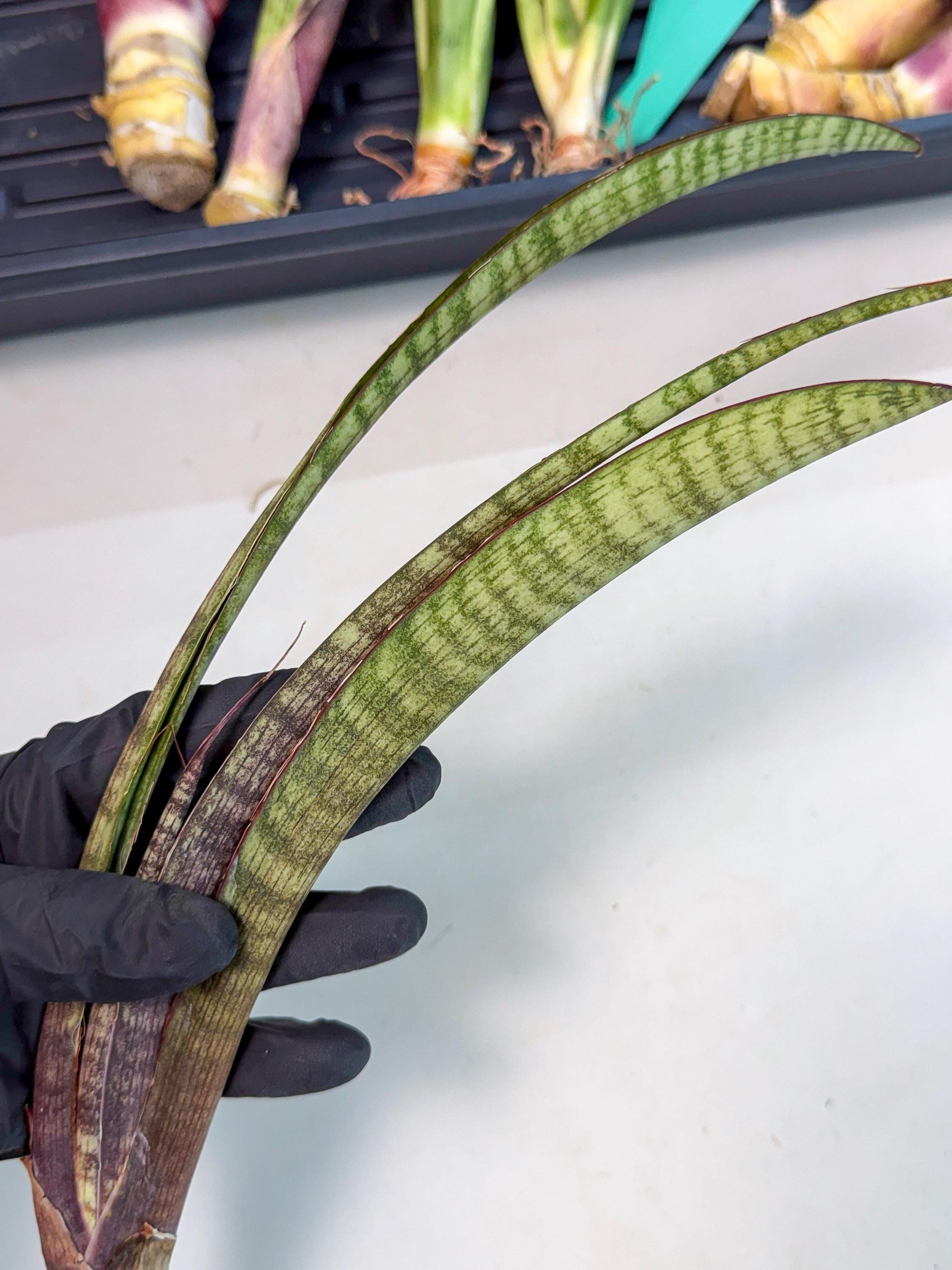Sansevieria Yaprak (gg) (2) | New Imported Hybrids