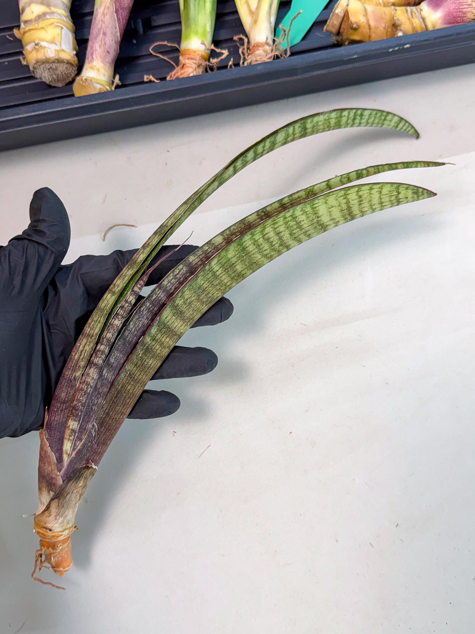 Sansevieria Yaprak (gg) (2) | New Imported Hybrids