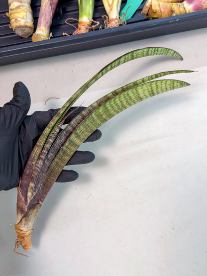 Sansevieria Yaprak (gg) (2) | New Imported Hybrids