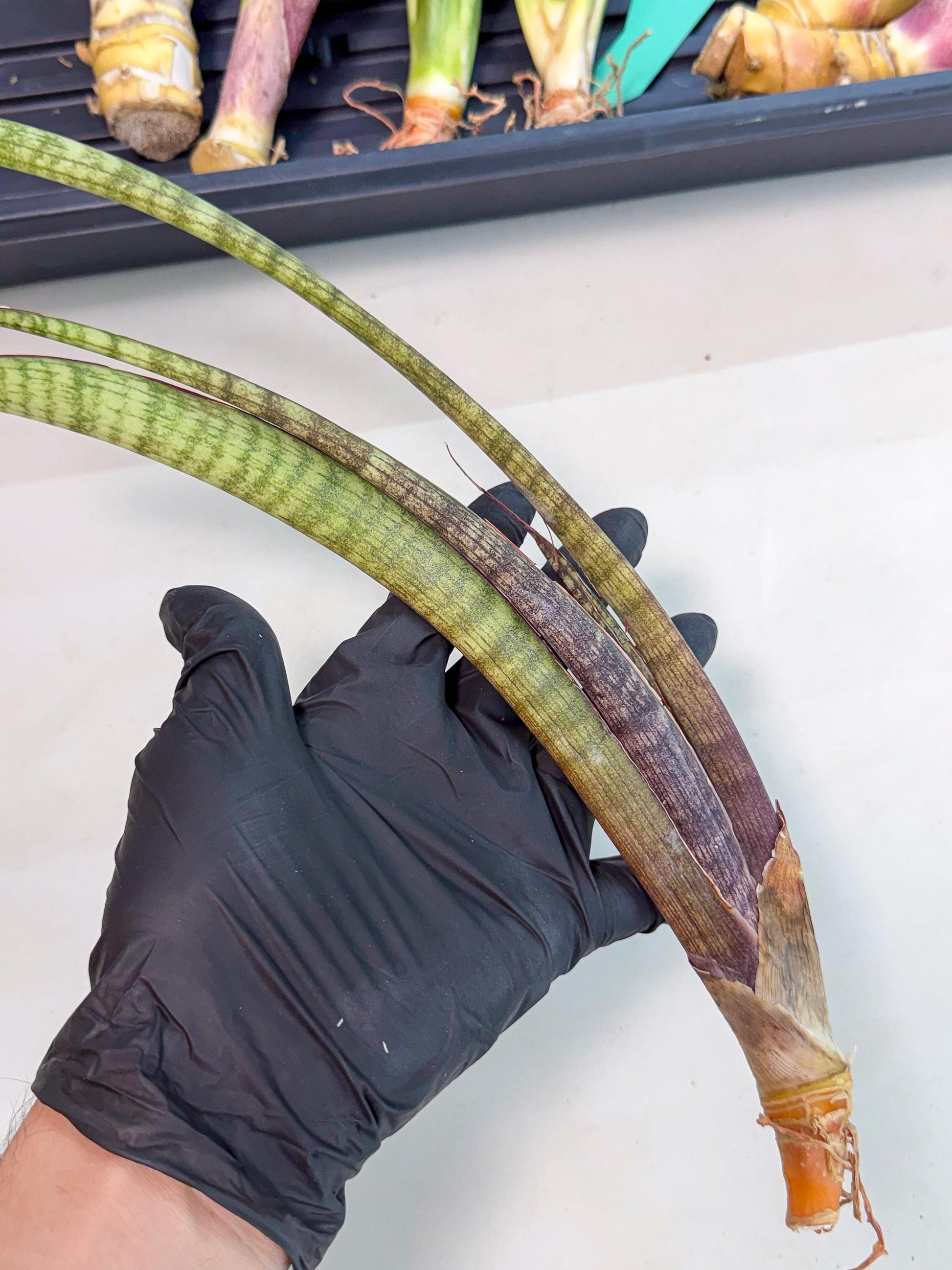 Sansevieria Yaprak (gg) (2) | New Imported Hybrids
