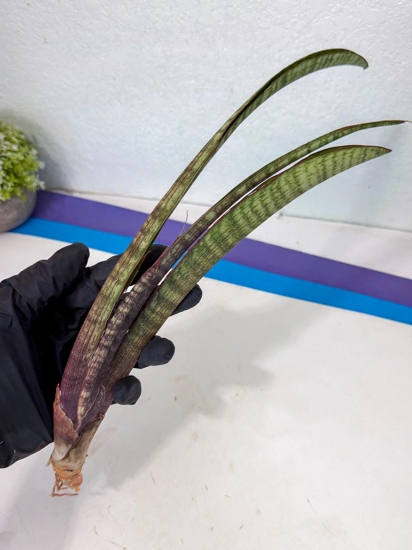 Sansevieria Yaprak (gg) (2) | New Imported Hybrids