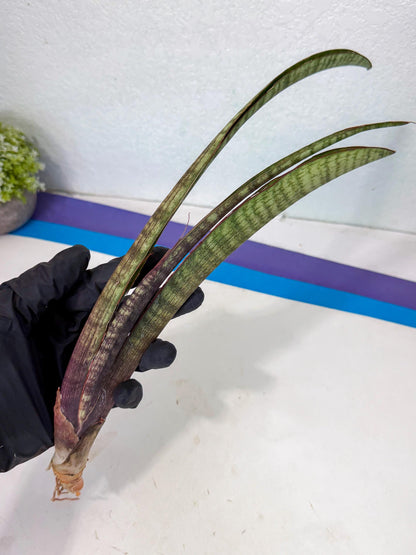 Sansevieria Yaprak (gg) (2) | New Imported Hybrids