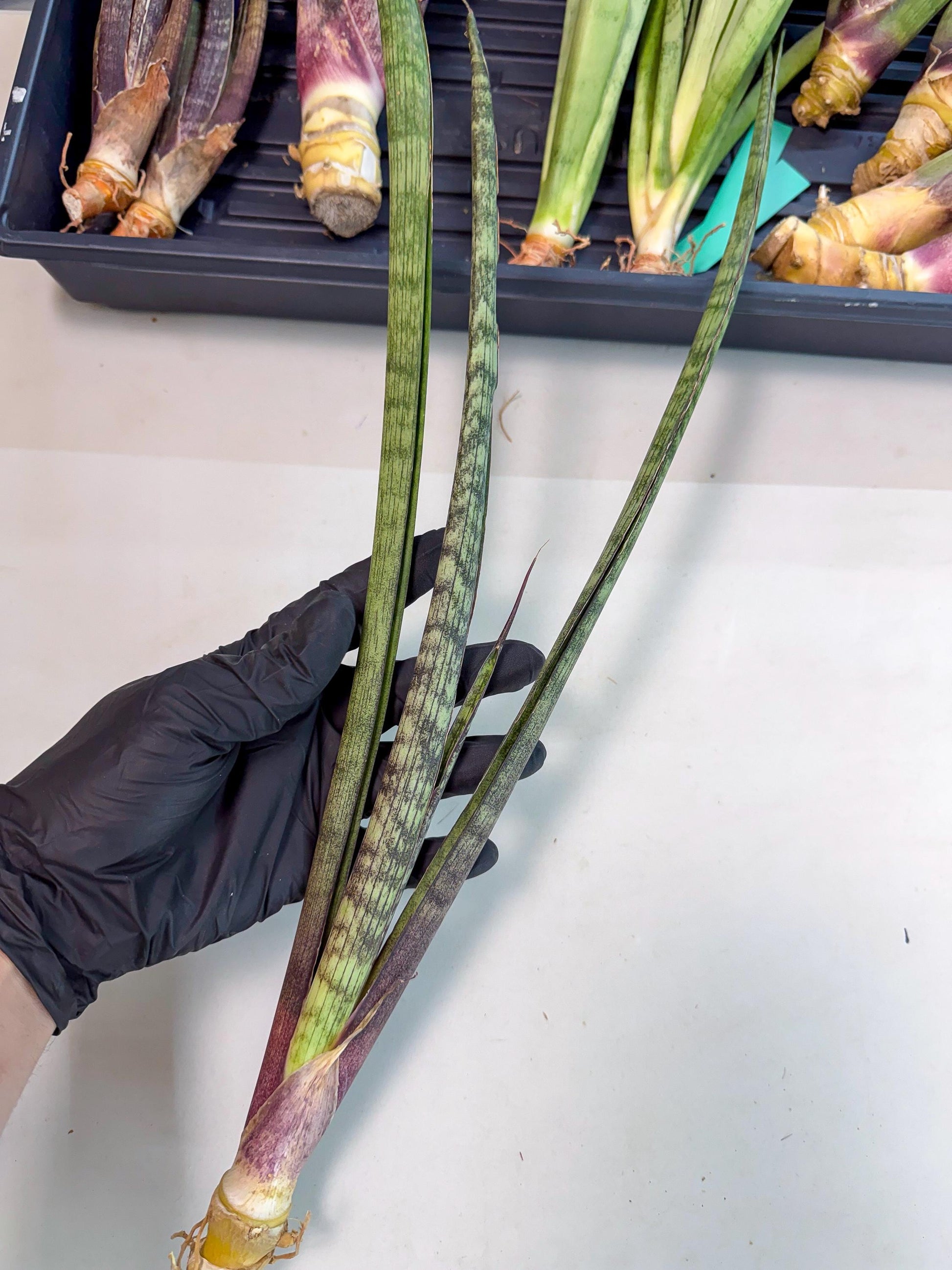Sansevieria Beyers Scrab (gg) (5) | New Imported Hybrids