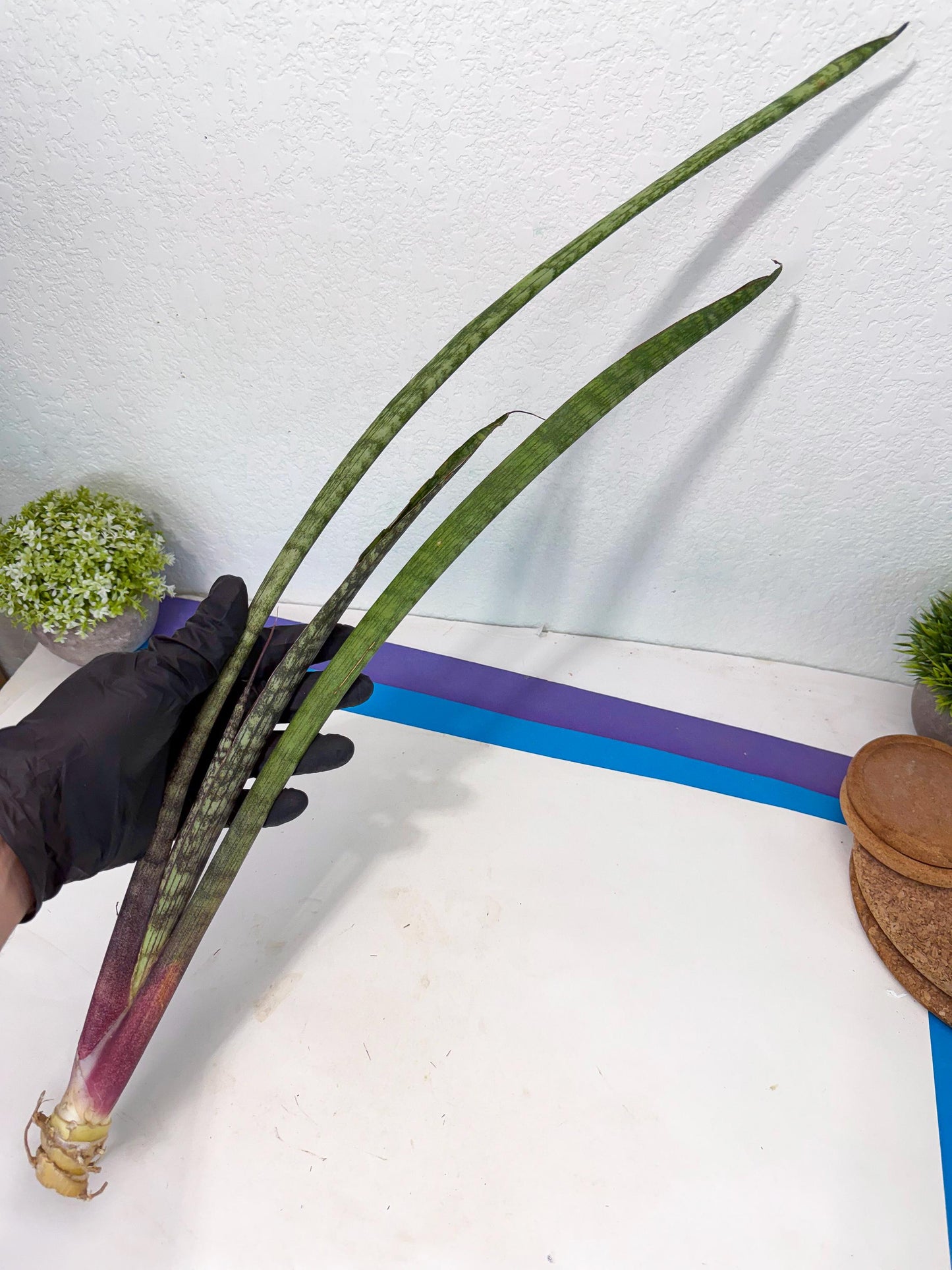 Sansevieria Beyers Scrab (gg) (5) | New Imported Hybrids