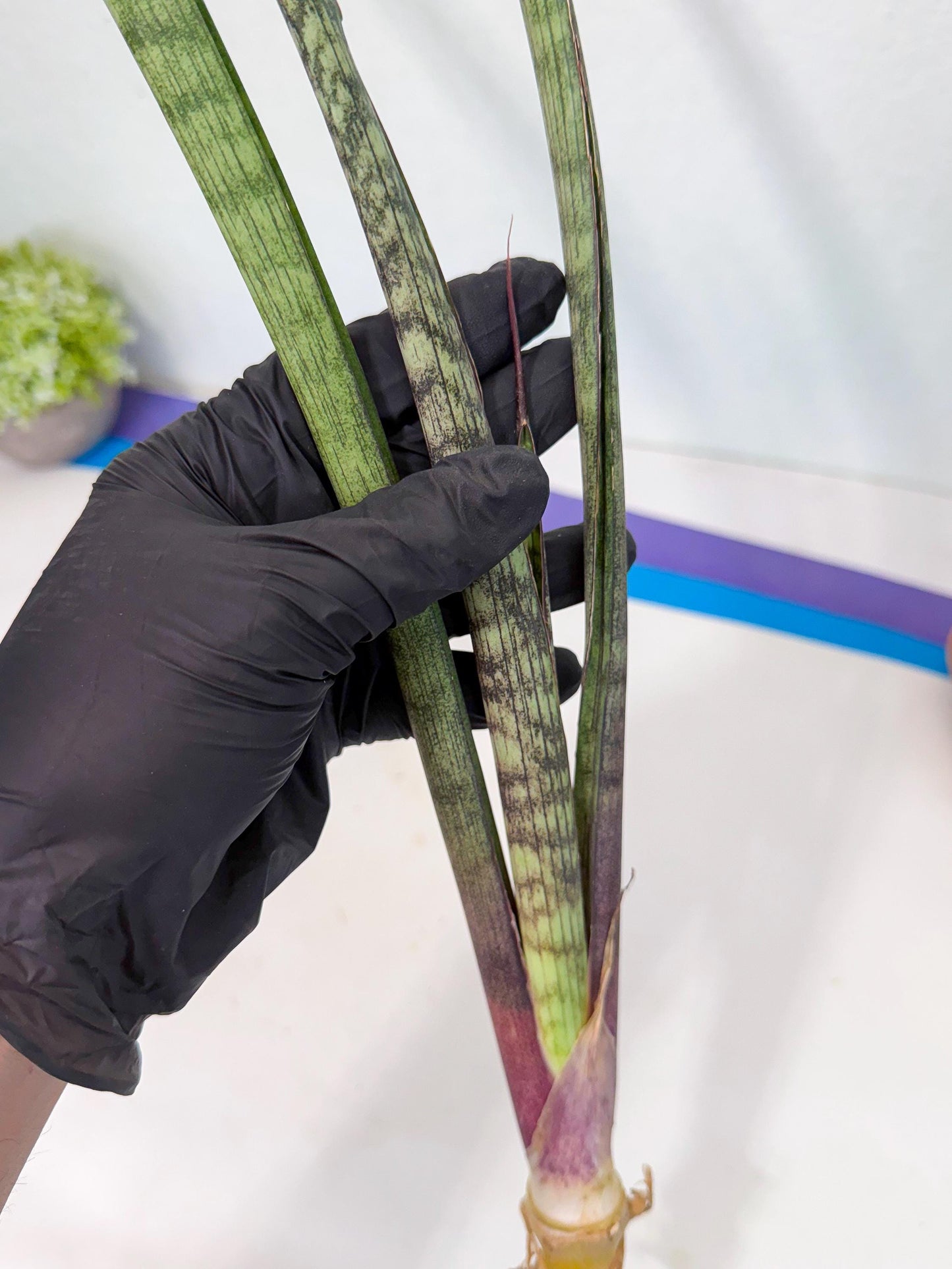 Sansevieria Beyers Scrab (gg) (5) | New Imported Hybrids