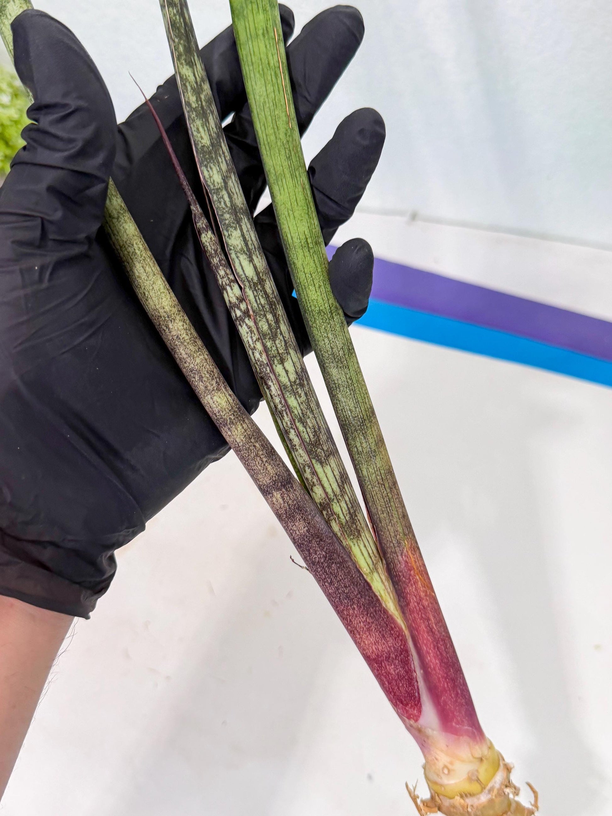 Sansevieria Beyers Scrab (gg) (5) | New Imported Hybrids