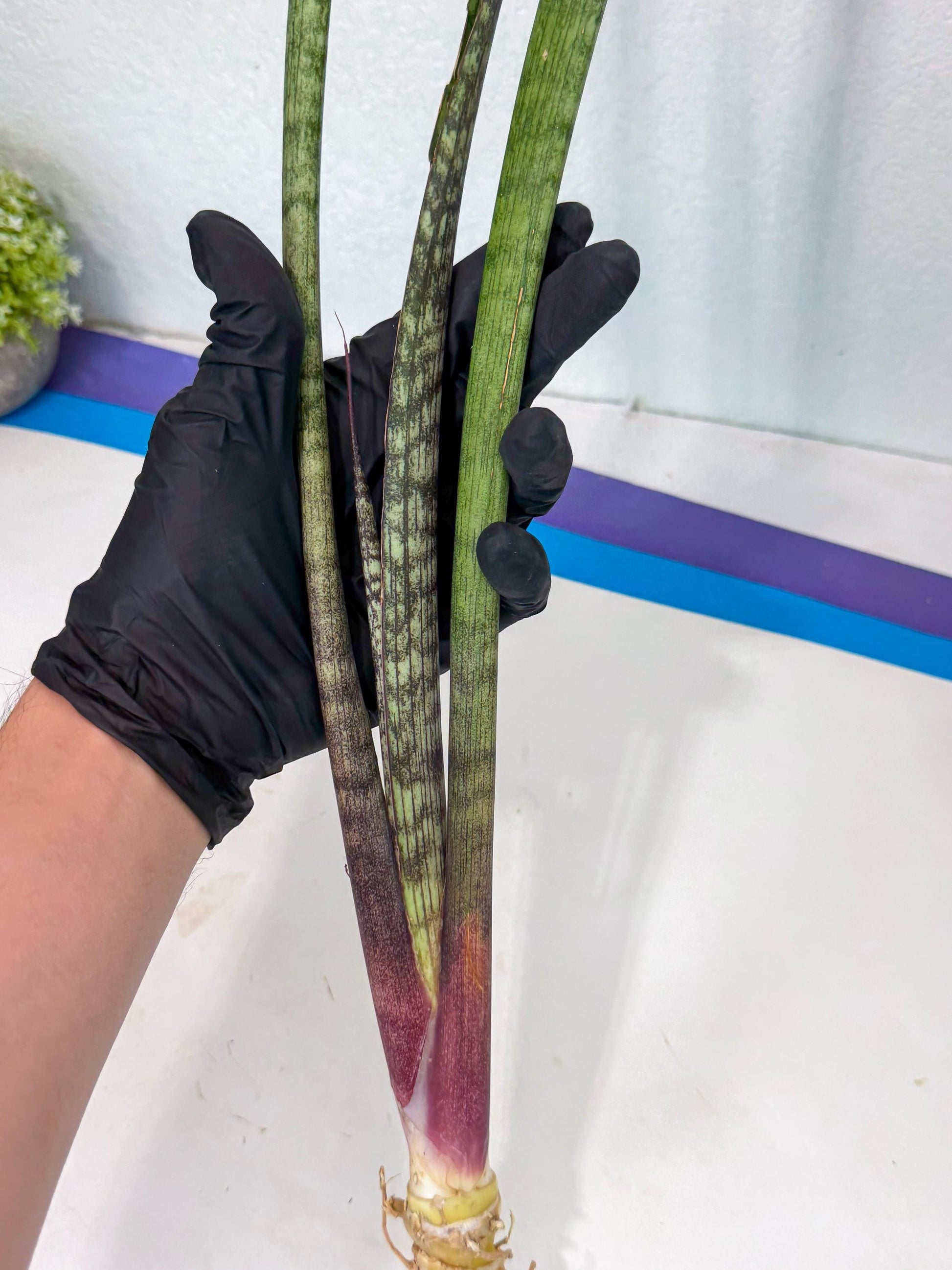 Sansevieria Beyers Scrab (gg) (5) | New Imported Hybrids