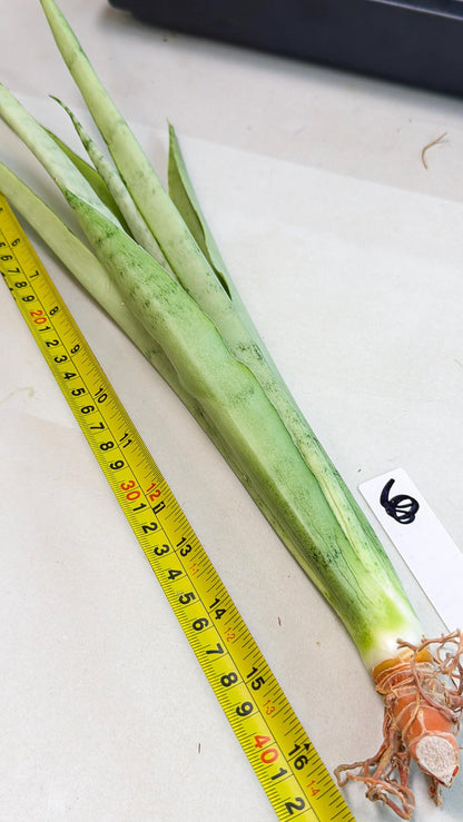 Sansevieria Kamakiri (gg) (6) | New Imported Hybrids
