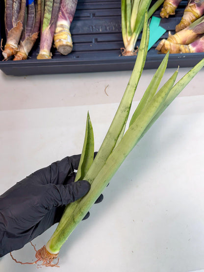 Sansevieria Kamakiri (gg) (6) | New Imported Hybrids