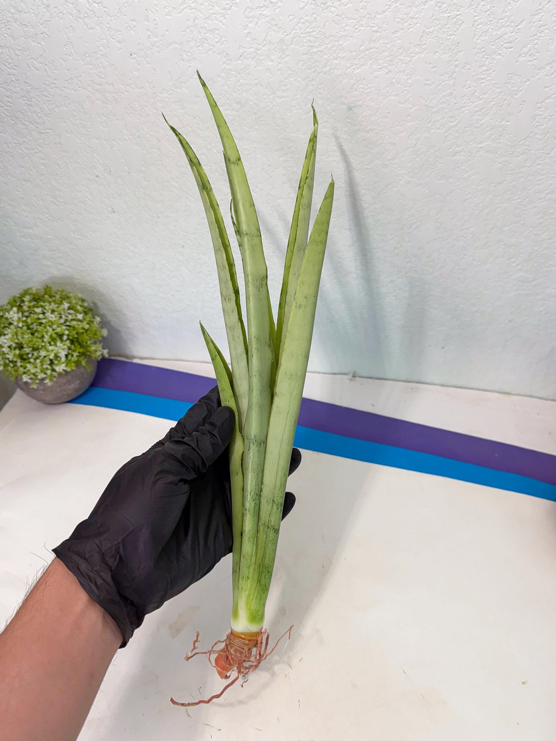 Sansevieria Kamakiri (gg) (6) | New Imported Hybrids