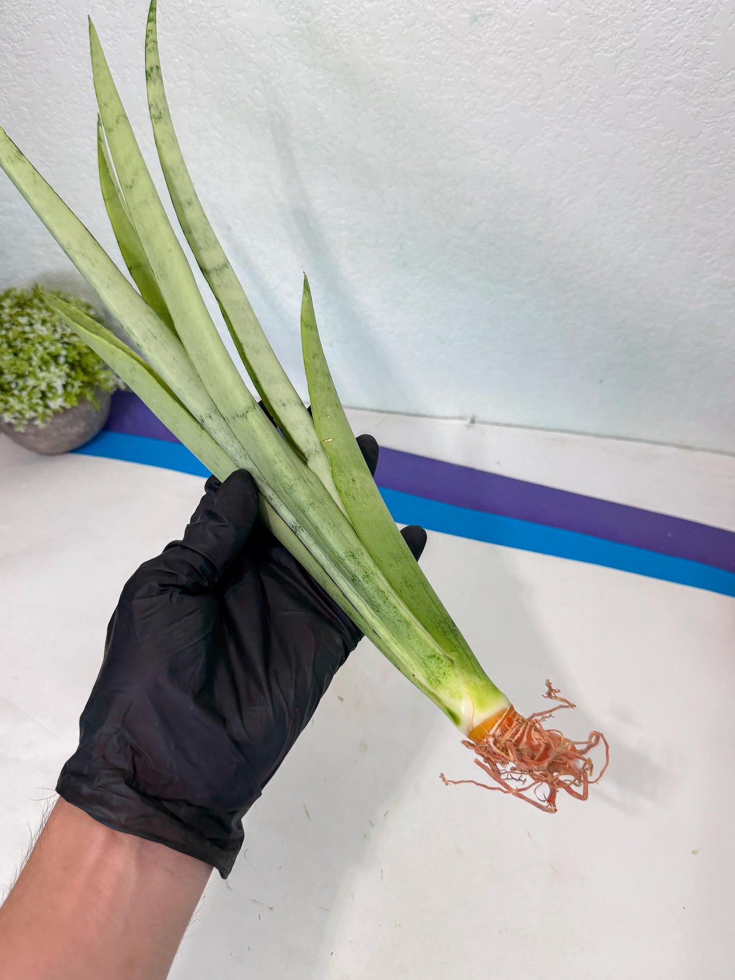 Sansevieria Kamakiri (gg) (6) | New Imported Hybrids