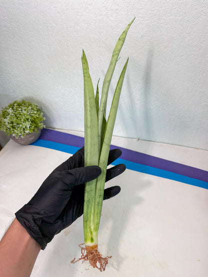 Sansevieria Kamakiri (gg) (6) | New Imported Hybrids