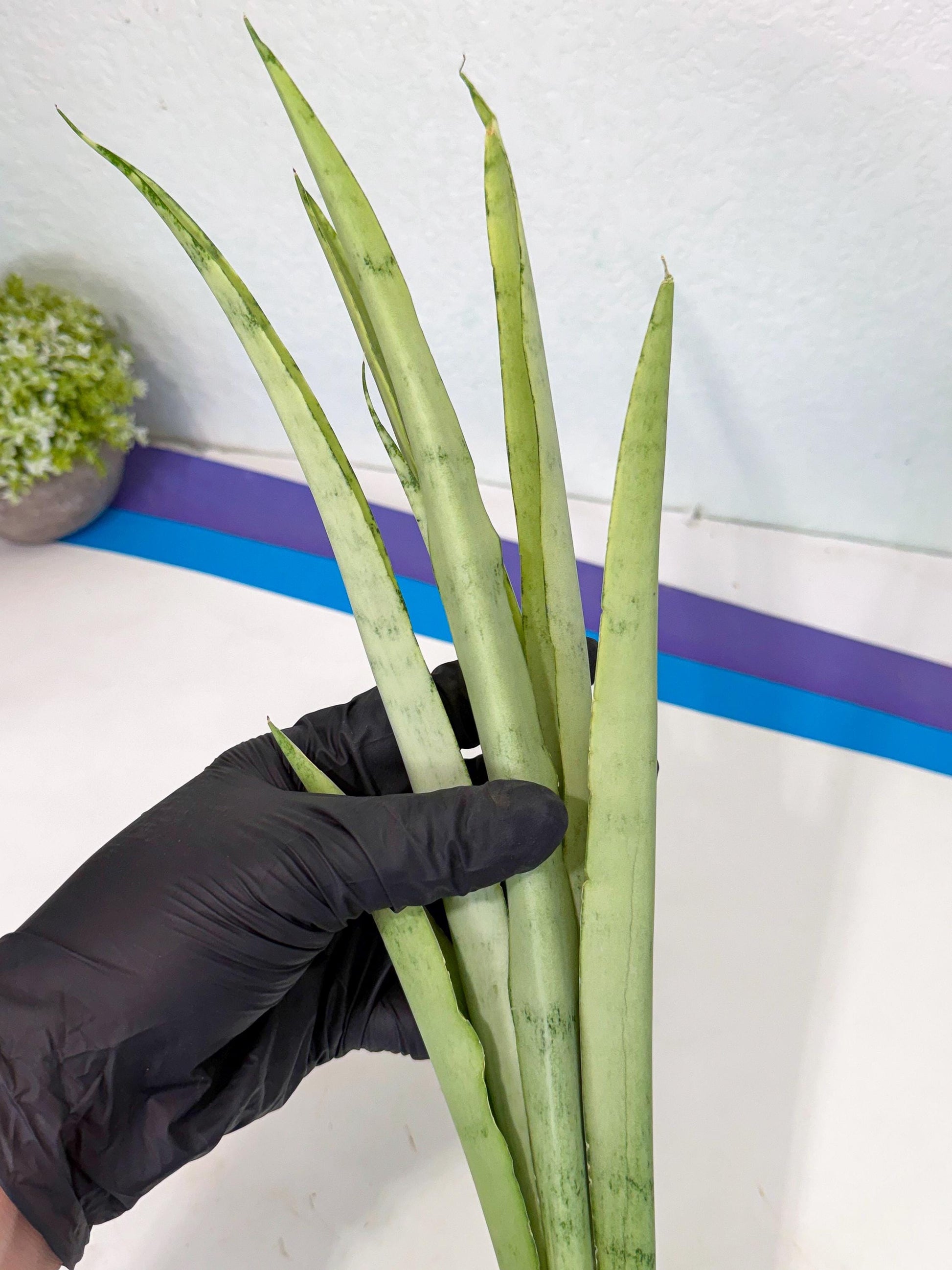 Sansevieria Kamakiri (gg) (6) | New Imported Hybrids