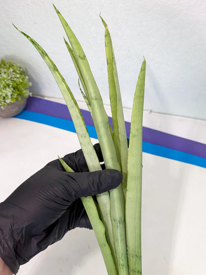 Sansevieria Kamakiri (gg) (6) | New Imported Hybrids