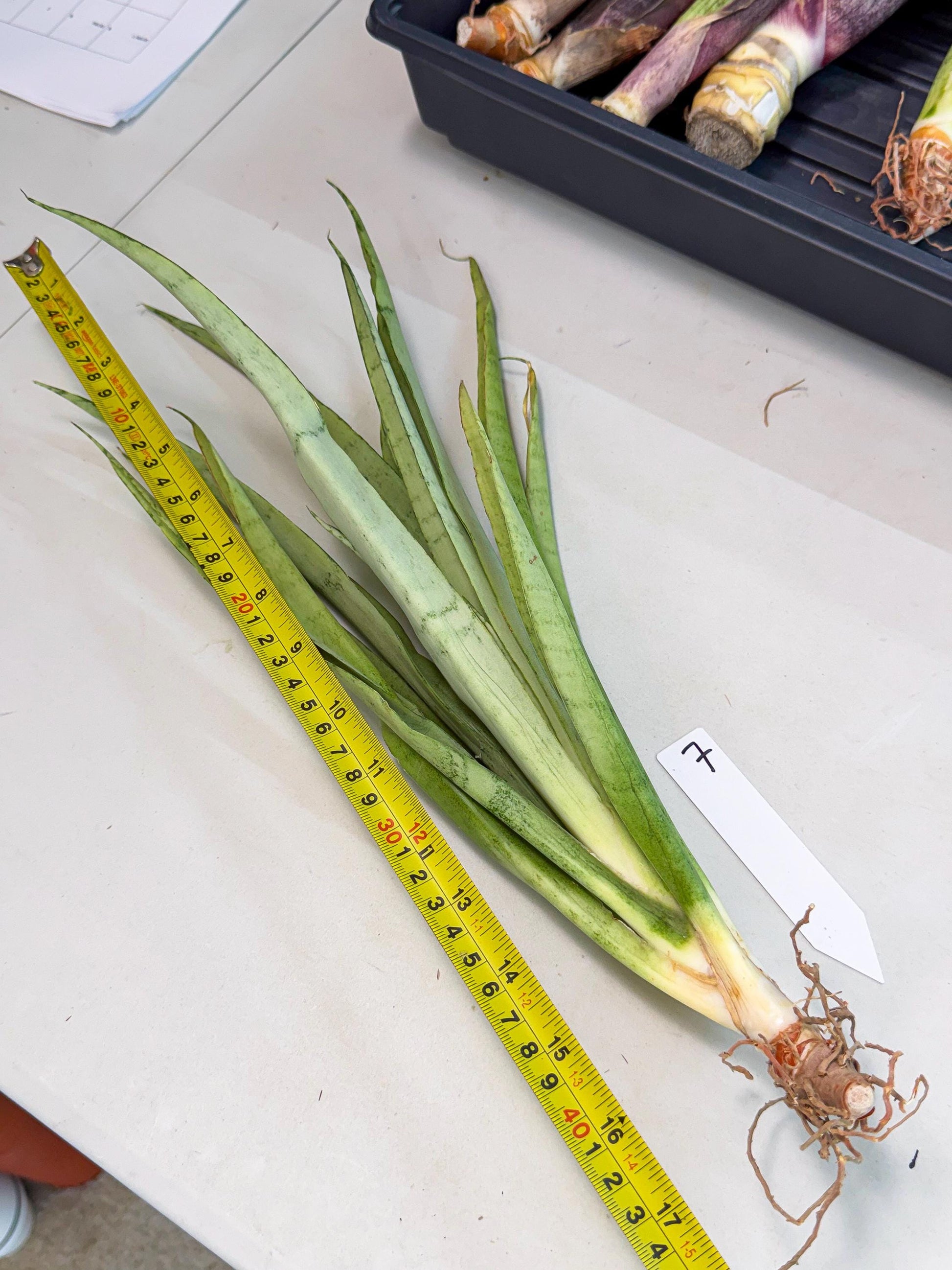 Sansevieria Kamakiri (gg) (7) | New Imported Hybrids