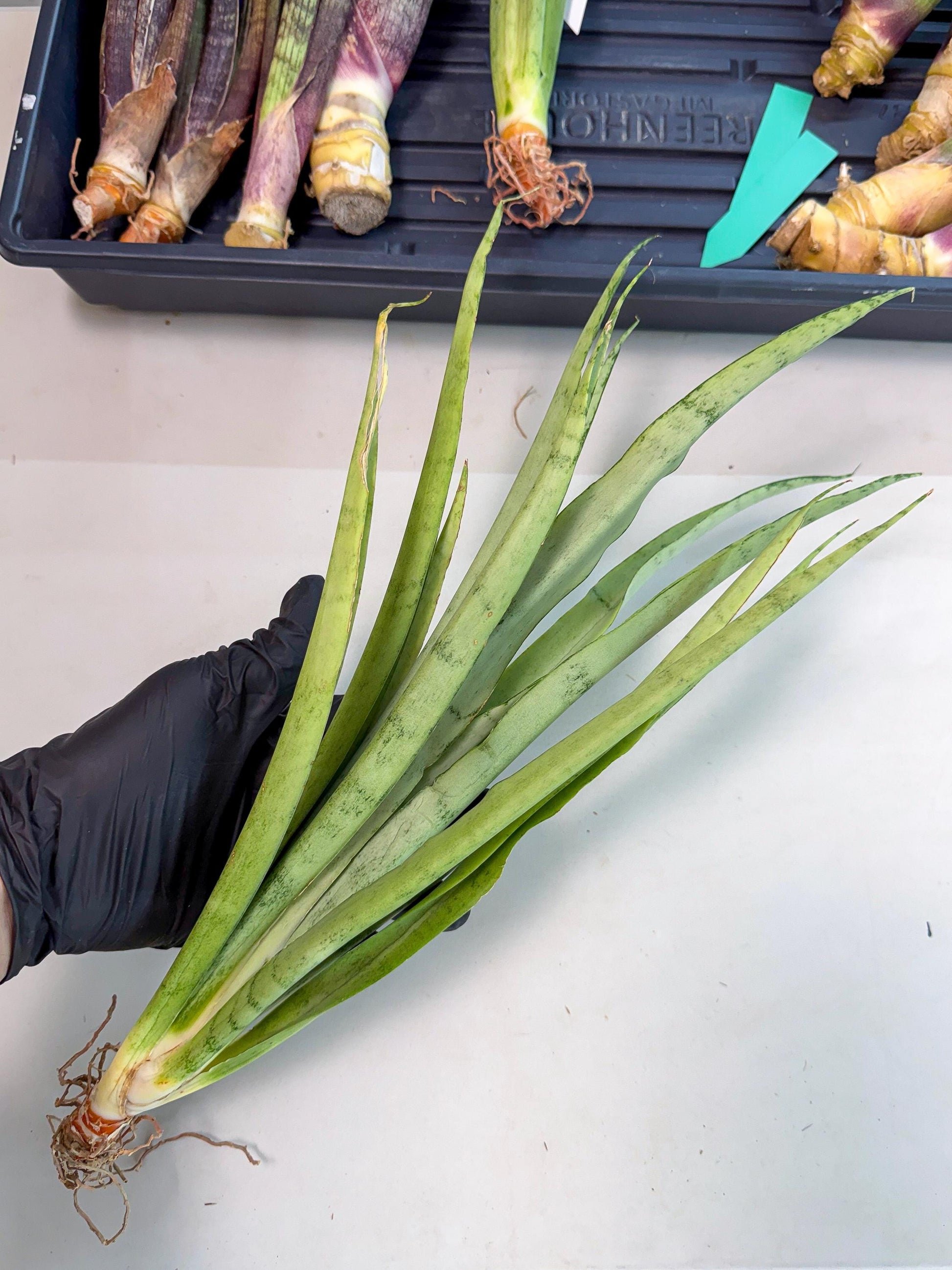 Sansevieria Kamakiri (gg) (7) | New Imported Hybrids
